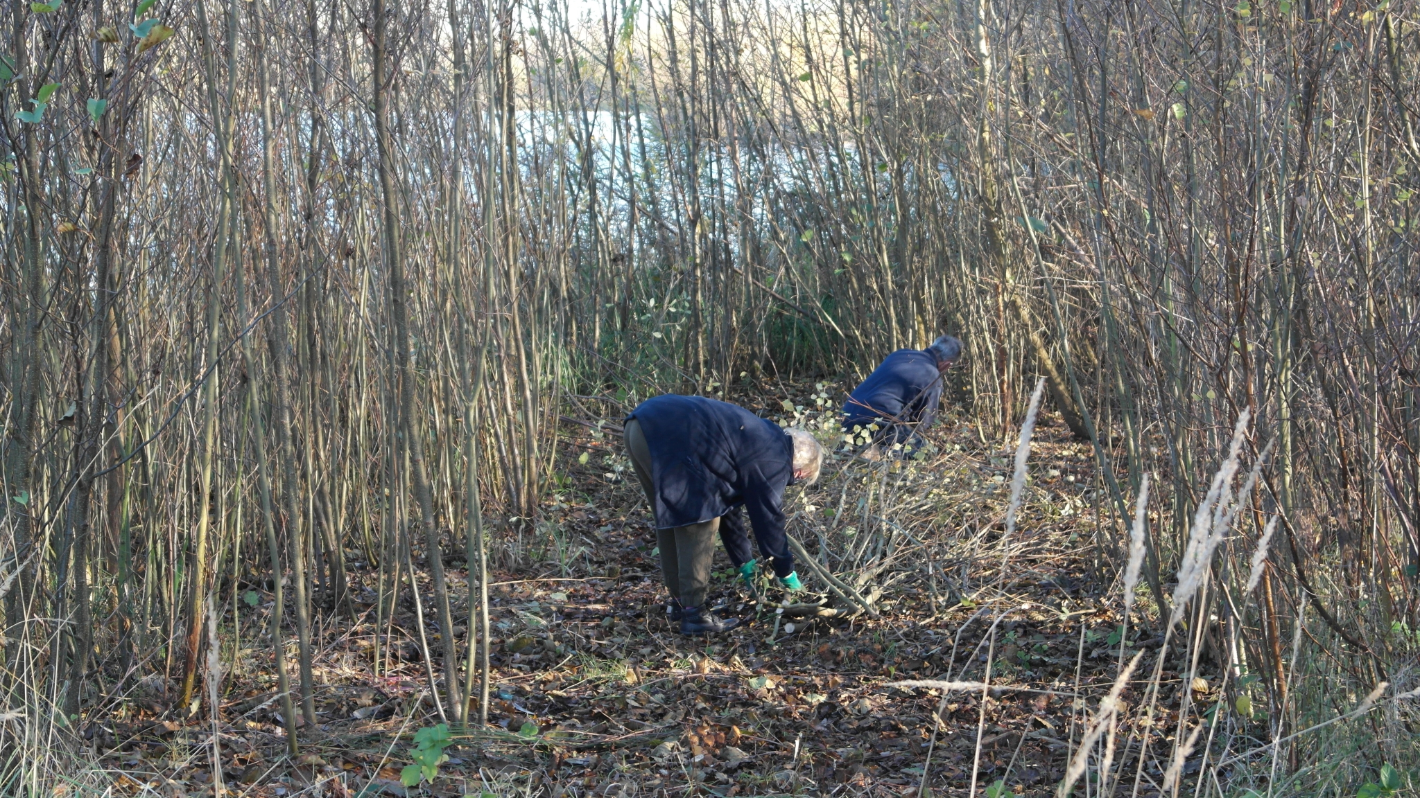 A photo from the FoTF Conservation Event - November 2018 - Undetaking clearance at the Lynford Lake Waters Edge : The team at work at the waters edge of Lynford Lake