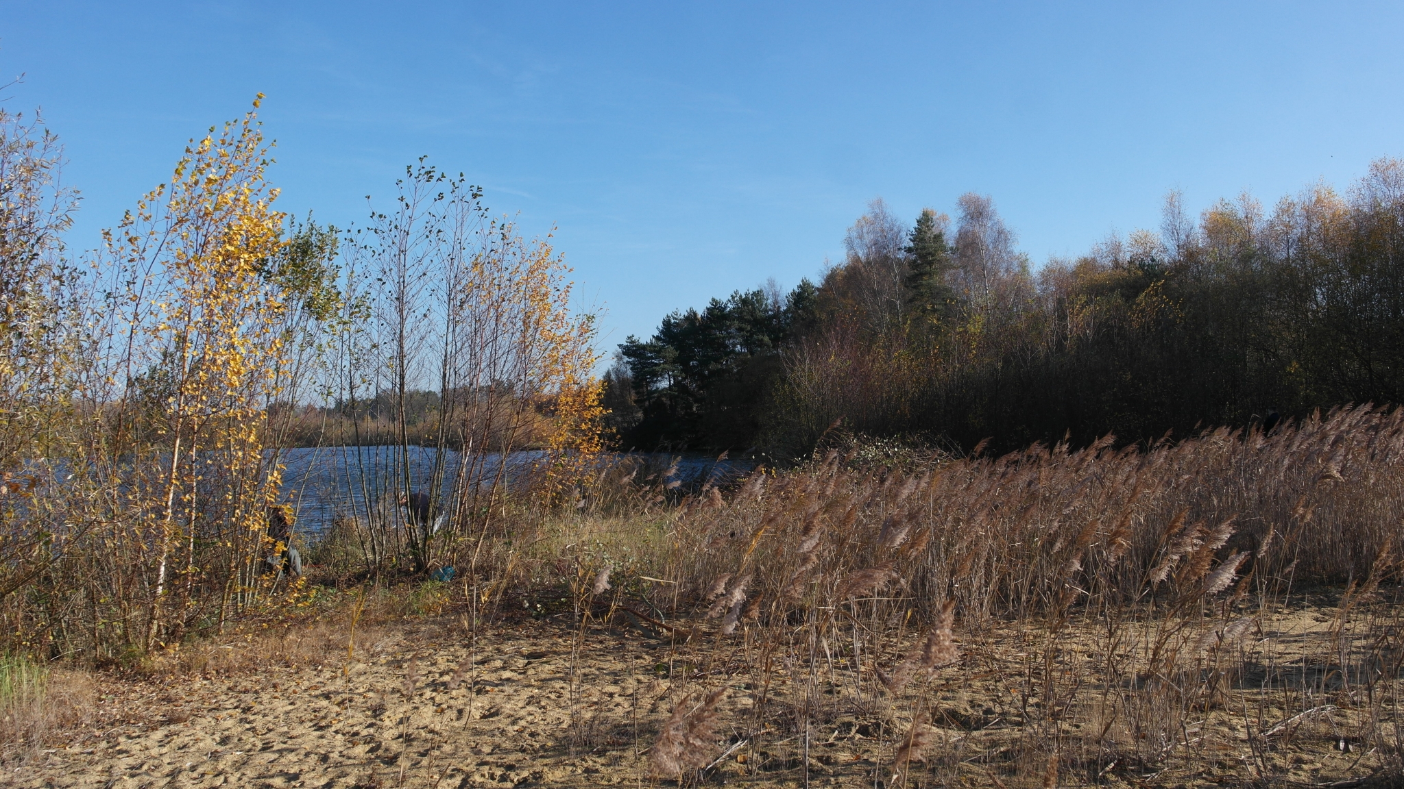 A photo from the FoTF Conservation Event - November 2018 - Undetaking clearance at the Lynford Lake Waters Edge : A shot of Lynford Lake