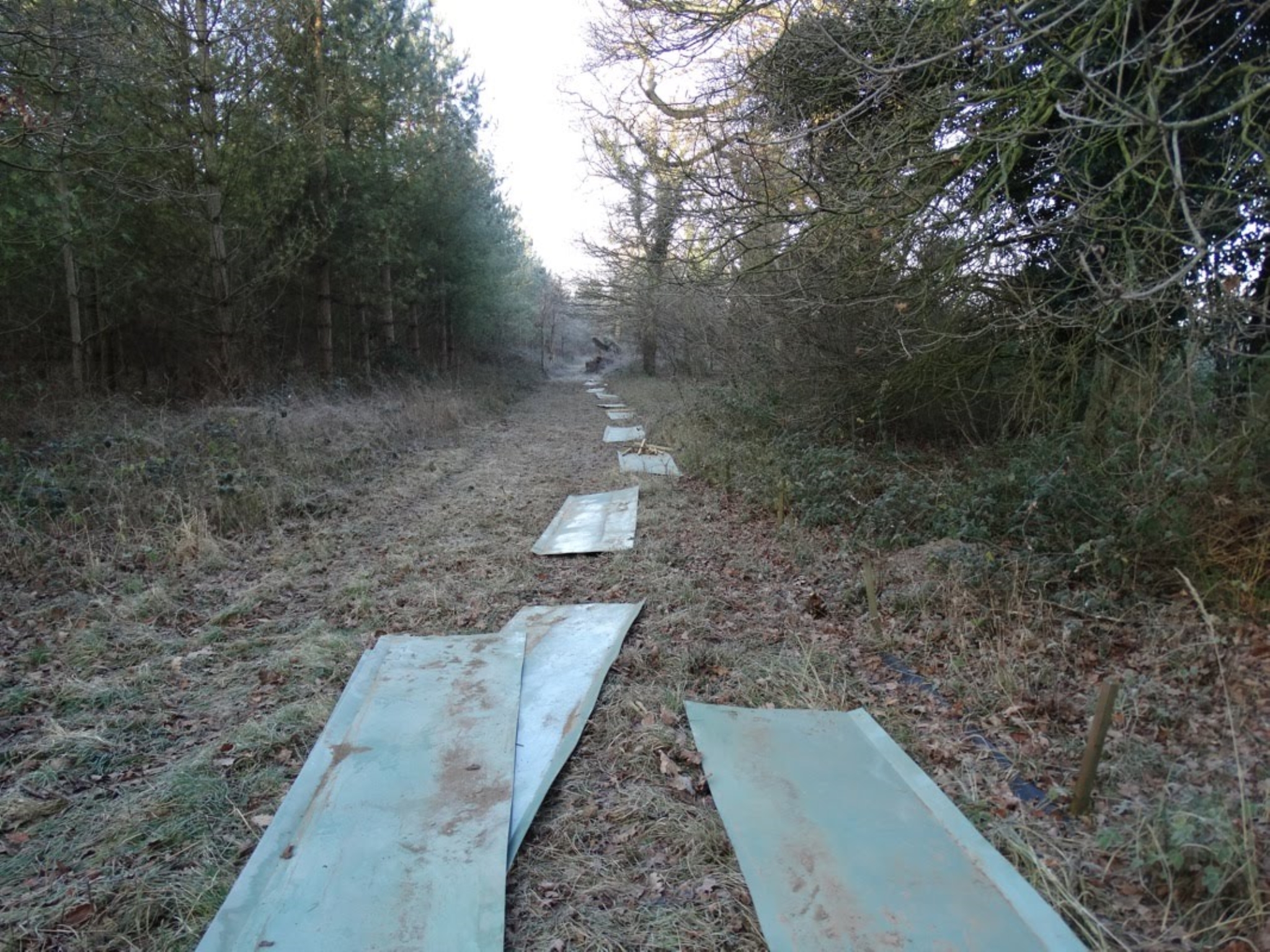 A photo from the FoTF Conservation Event - January 2019 - Erecting the Toad Fence at Cranwich : Sections of the fence lie on the ground prior to beig assembled