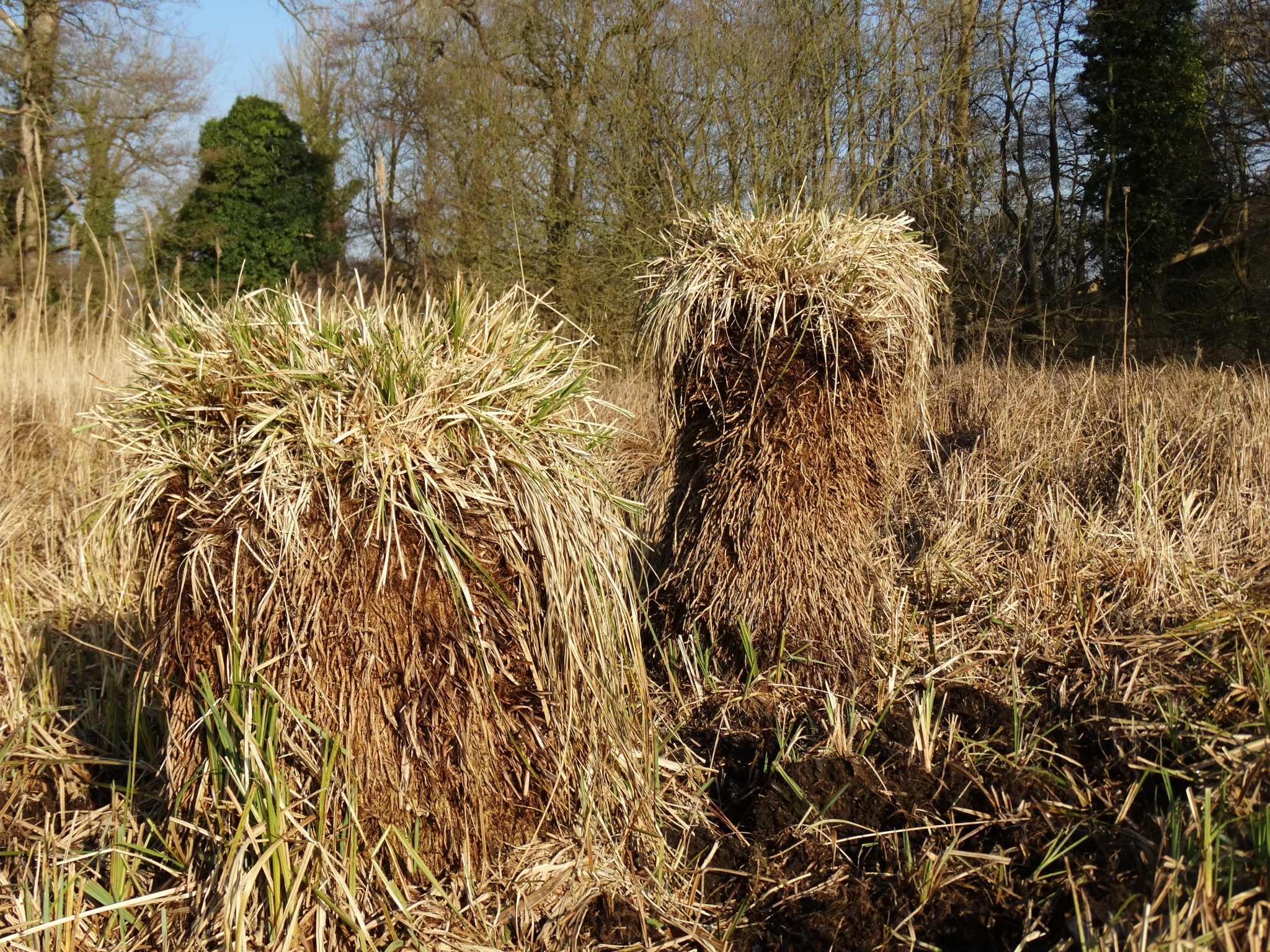 A photo from the FoTF Conservation Event - February 2019 - Encroaching Willow clearance at the Float Meadow at Lynford : Structures on the meadow