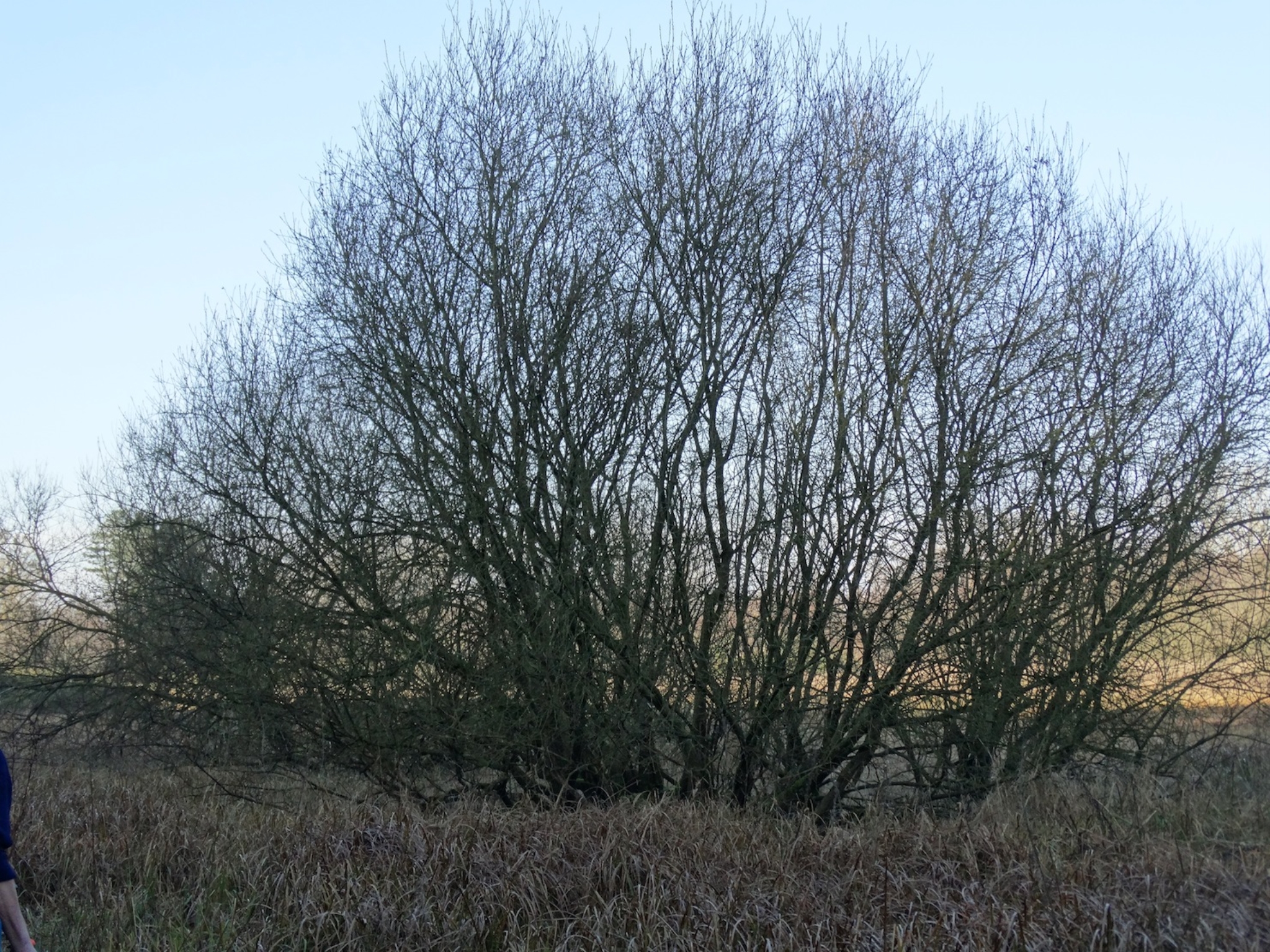 A photo from the FoTF Conservation Event - February 2019 - Encroaching Willow clearance at the Float Meadow at Lynford : A large Willow Tree