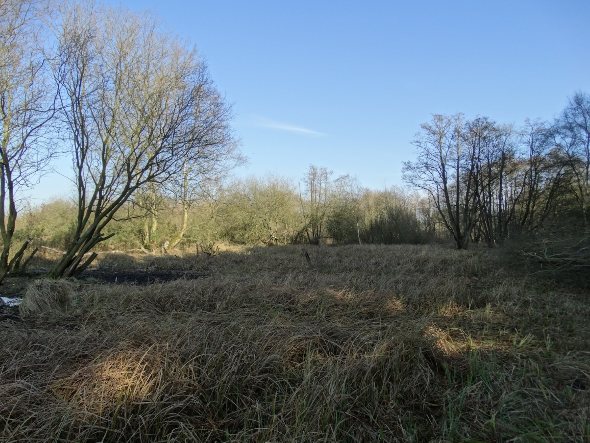 A photo from the FoTF Conservation Event - February 2019 - Encroaching Willow clearance at the Float Meadow at Lynford : A photo across the meadow