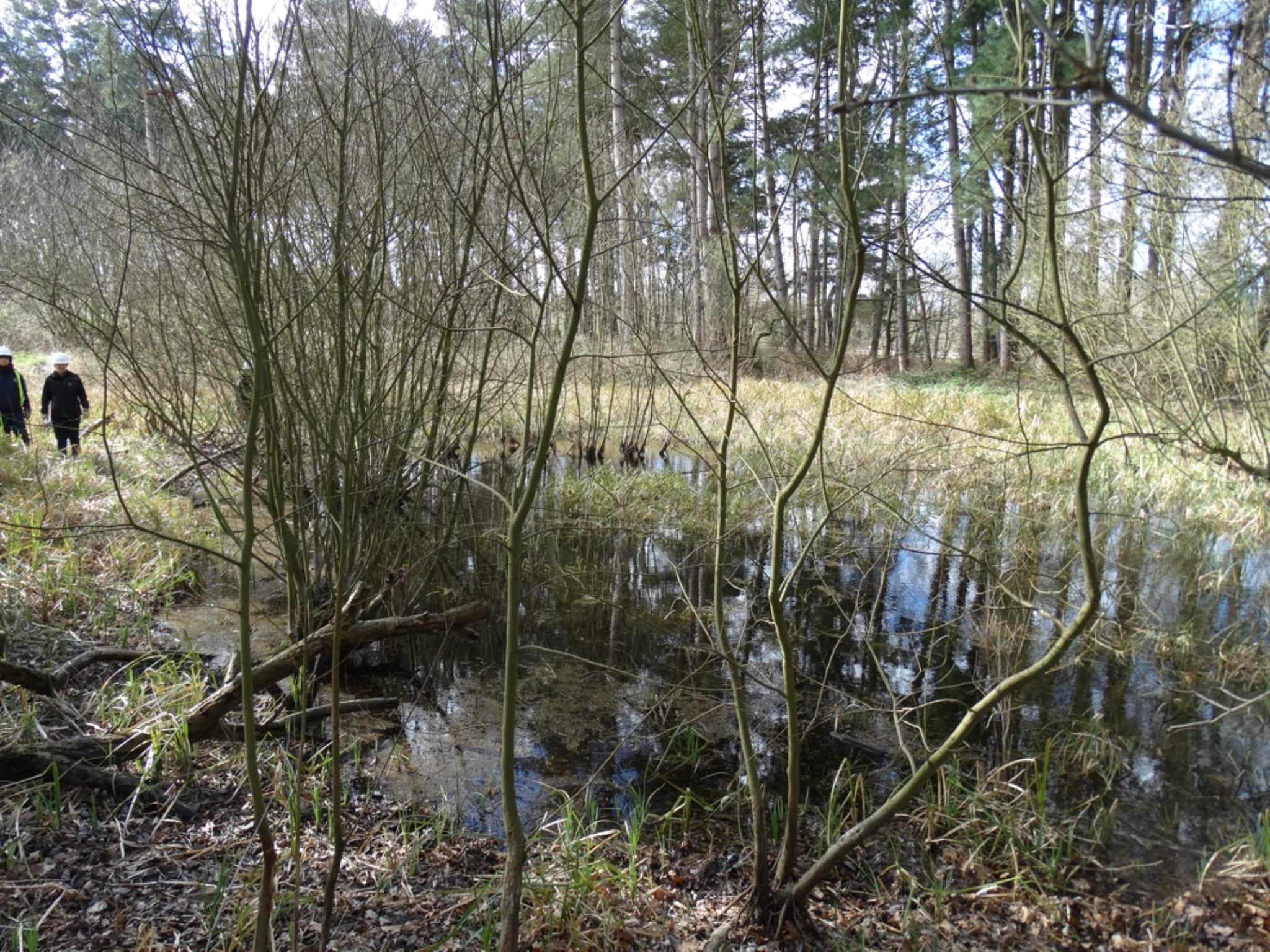 A photo from the FoTF Conservation Event - March 2019 - Clearance work around, and in, the ponds at Harling Woods, Harling : A photo of one of the ponds at Harling Woods