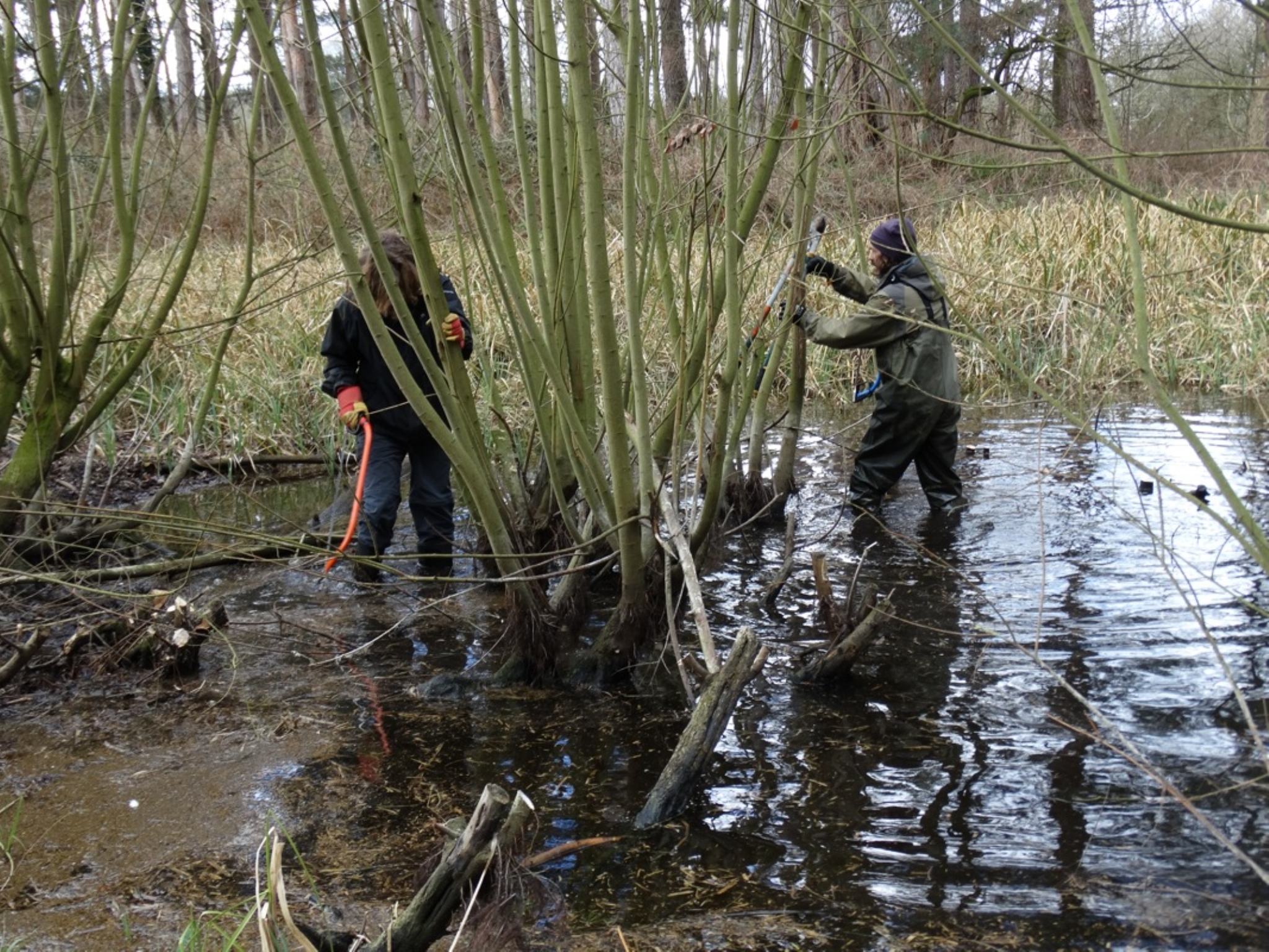A photo from the FoTF Conservation Event - March 2019 - Clearance work around, and in, the ponds at Harling Woods, Harling : Volunteers tackle a small tree in one of the ponds