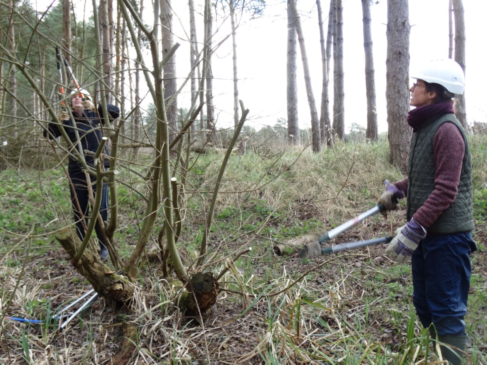 A photo from the FoTF Conservation Event - March 2019 - Clearance work around, and in, the ponds at Harling Woods, Harling : Volunteers tackle a small tree