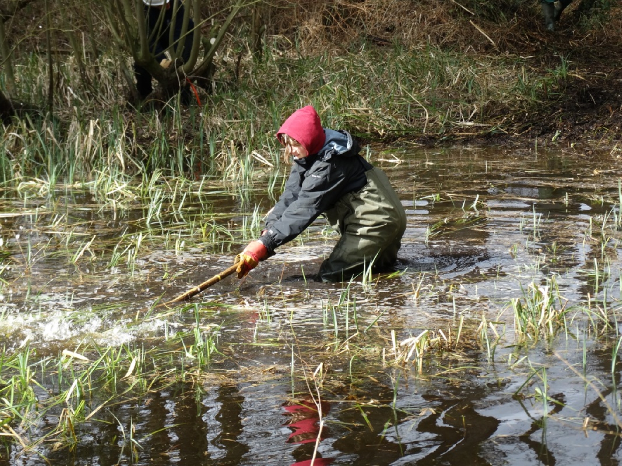 A photo from the FoTF Conservation Event - March 2019 - Clearance work around, and in, the ponds at Harling Woods, Harling : A volunteer clears weeds from one of the ponds