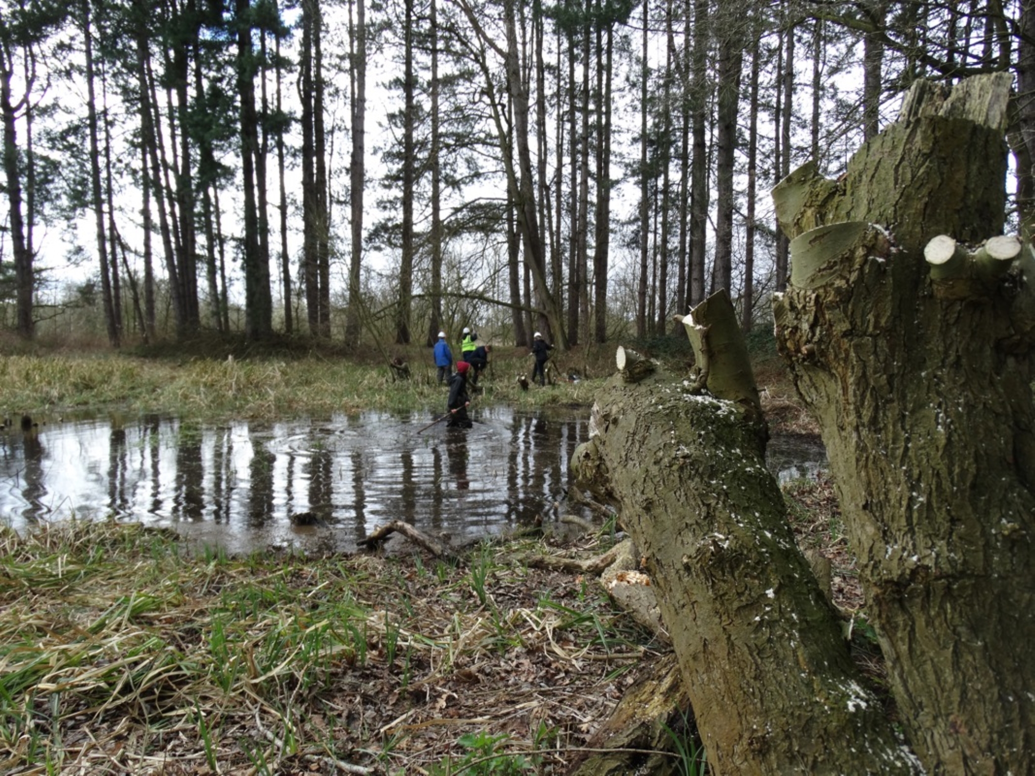 A photo from the FoTF Conservation Event - March 2019 - Clearance work around, and in, the ponds at Harling Woods, Harling : A photo of one of the ponds at Harling Woods, with volunteers working on the far edge