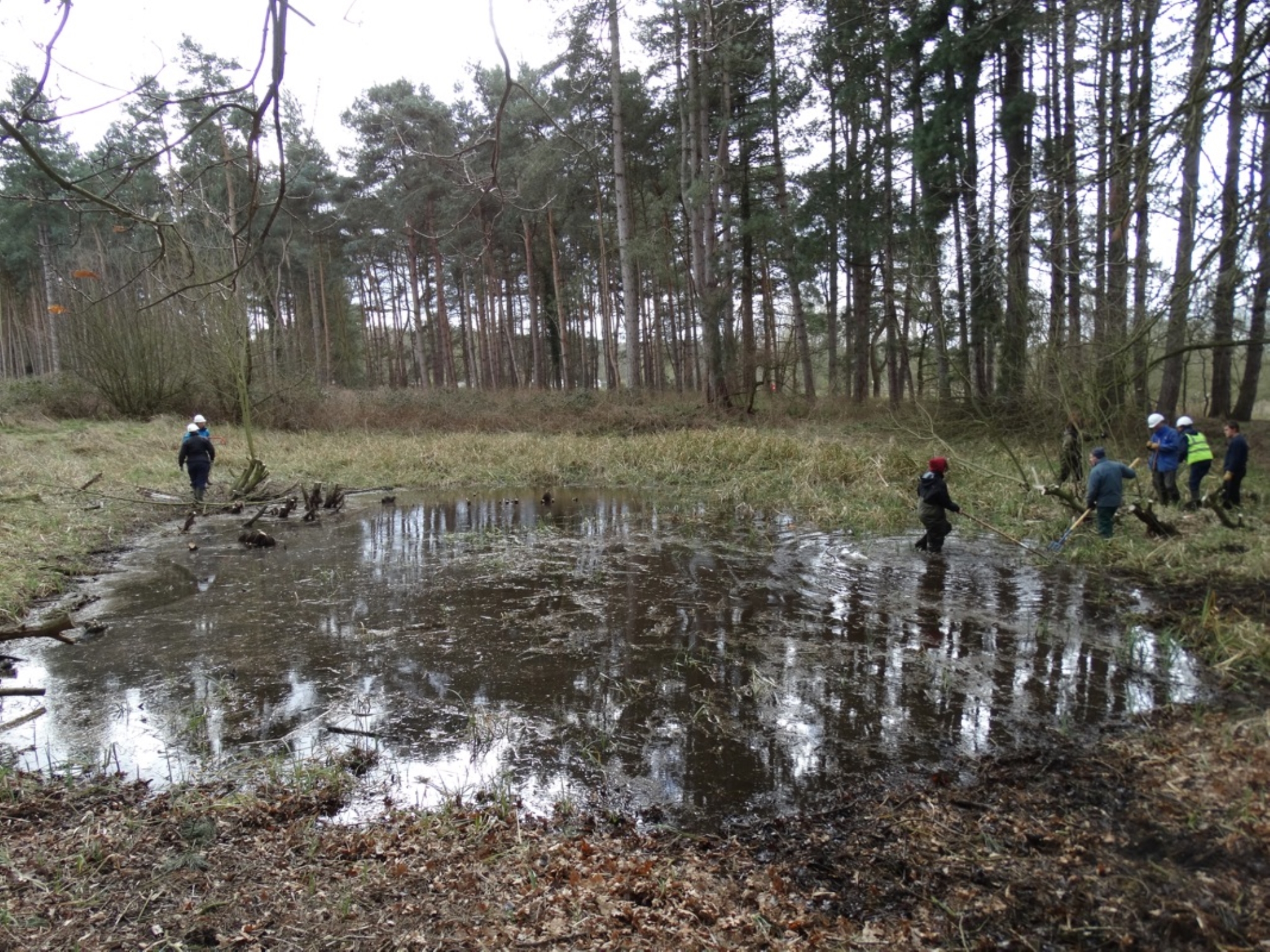 A photo from the FoTF Conservation Event - March 2019 - Clearance work around, and in, the ponds at Harling Woods, Harling : A photo of one of the ponds at Harling Woods, with volunteers working on edges