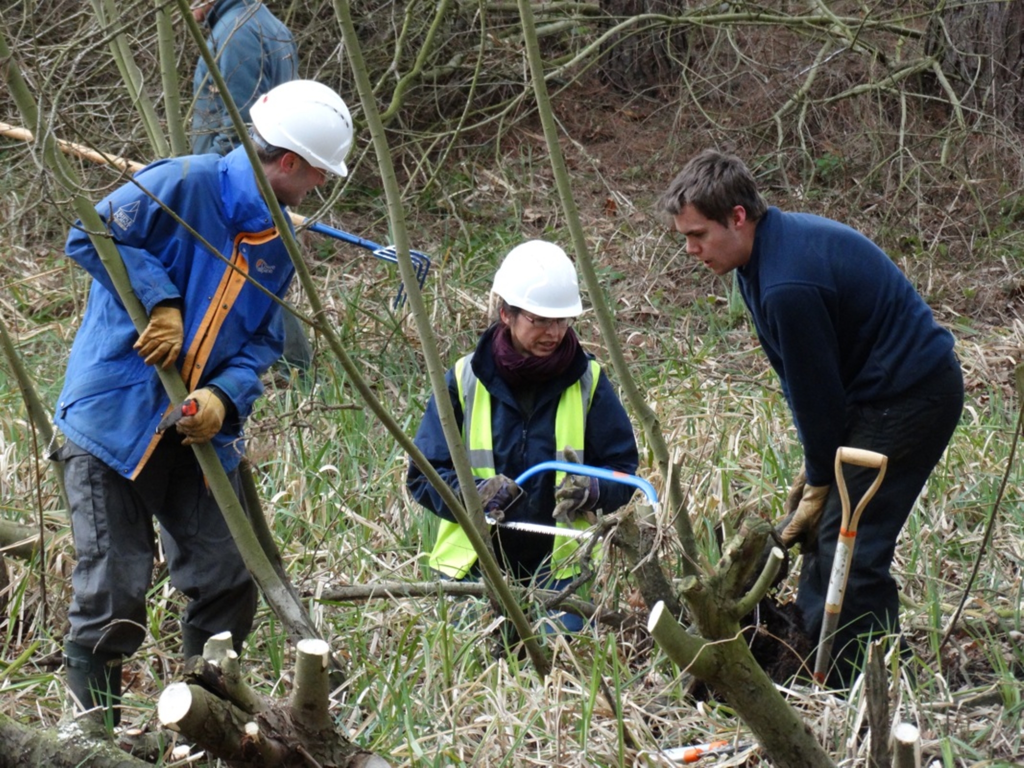 A photo from the FoTF Conservation Event - March 2019 - Clearance work around, and in, the ponds at Harling Woods, Harling : Volunteers tackle a small tree