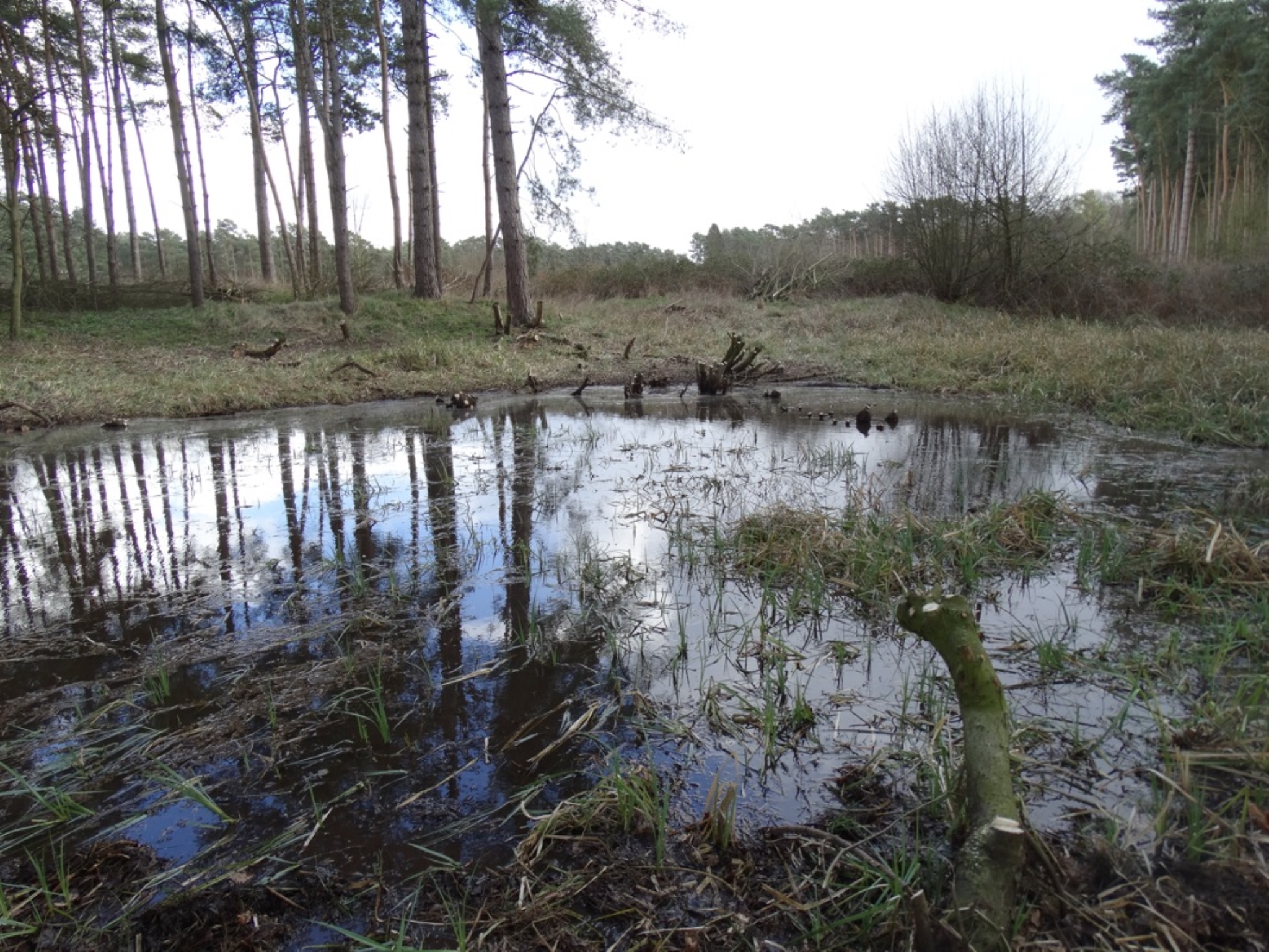 A photo from the FoTF Conservation Event - March 2019 - Clearance work around, and in, the ponds at Harling Woods, Harling : A photo of one of the ponds at Harling Woods
