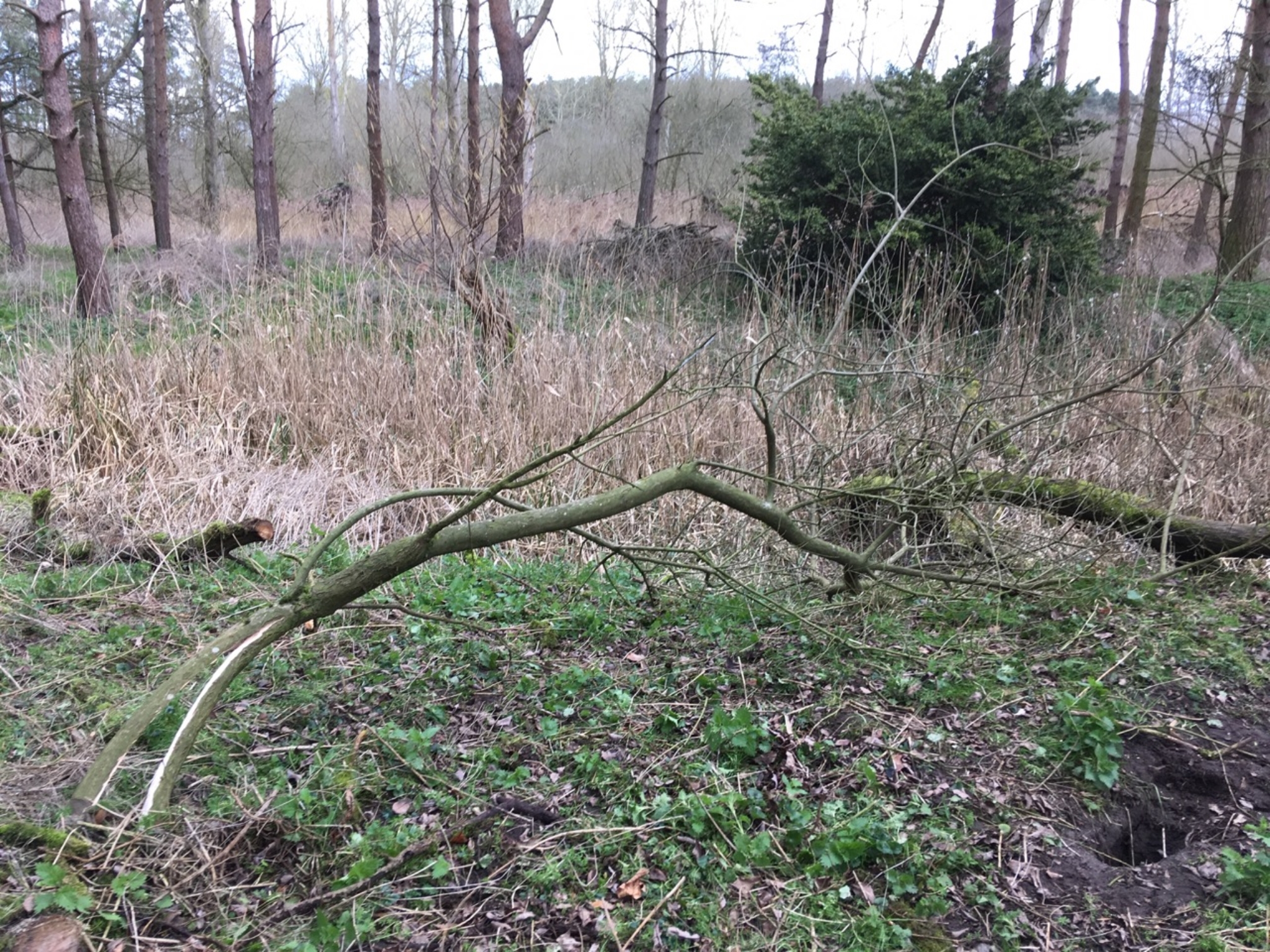 A photo from the FoTF Conservation Event - March 2019 - Clearance work around, and in, the ponds at Harling Woods, Harling : The reamins of a fallen trees