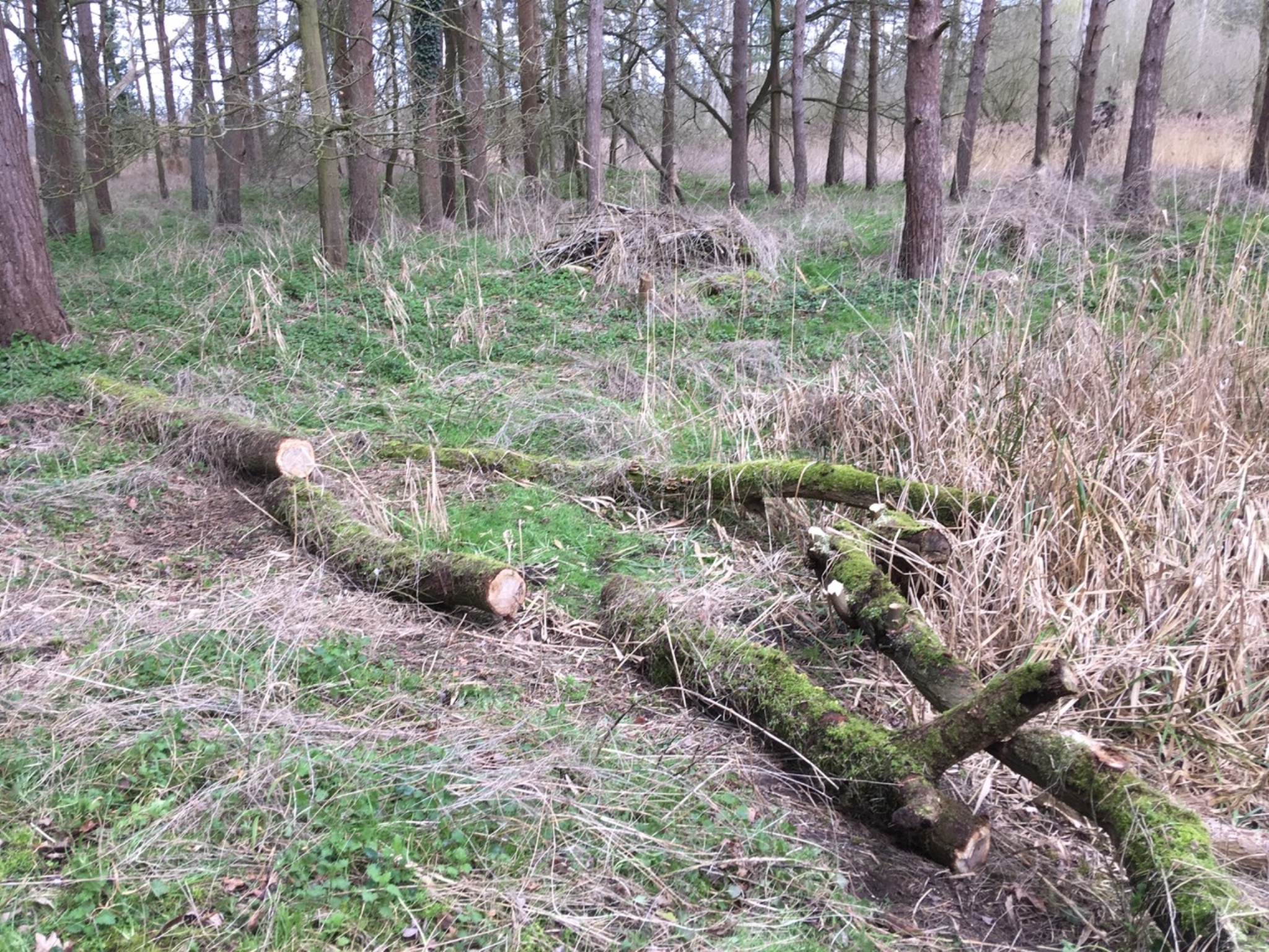 A photo from the FoTF Conservation Event - March 2019 - Clearance work around, and in, the ponds at Harling Woods, Harling : The remains of the fallen tree, now cut into segments