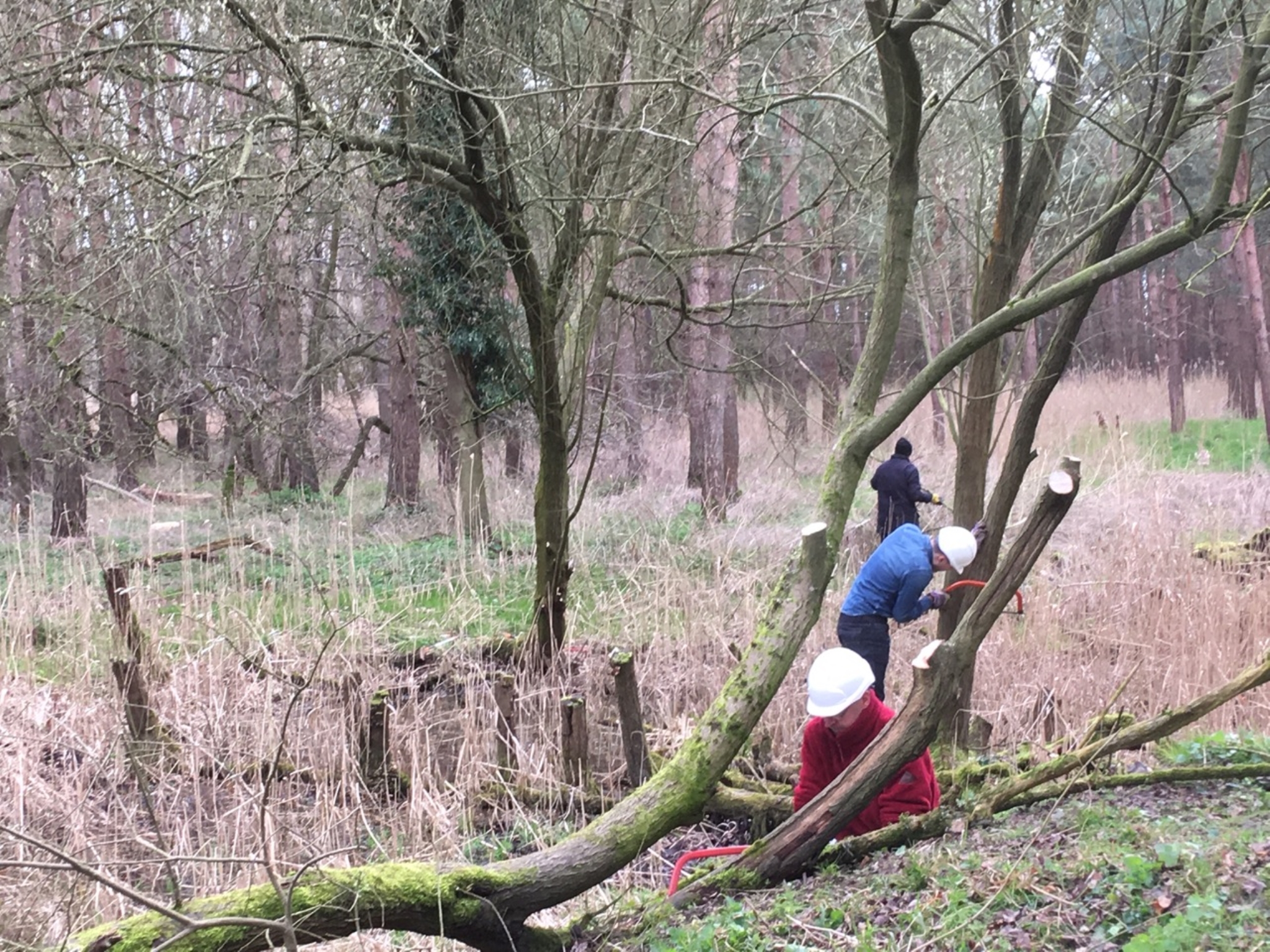 A photo from the FoTF Conservation Event - March 2019 - Clearance work around, and in, the ponds at Harling Woods, Harling : Volunteers work to cut down trees