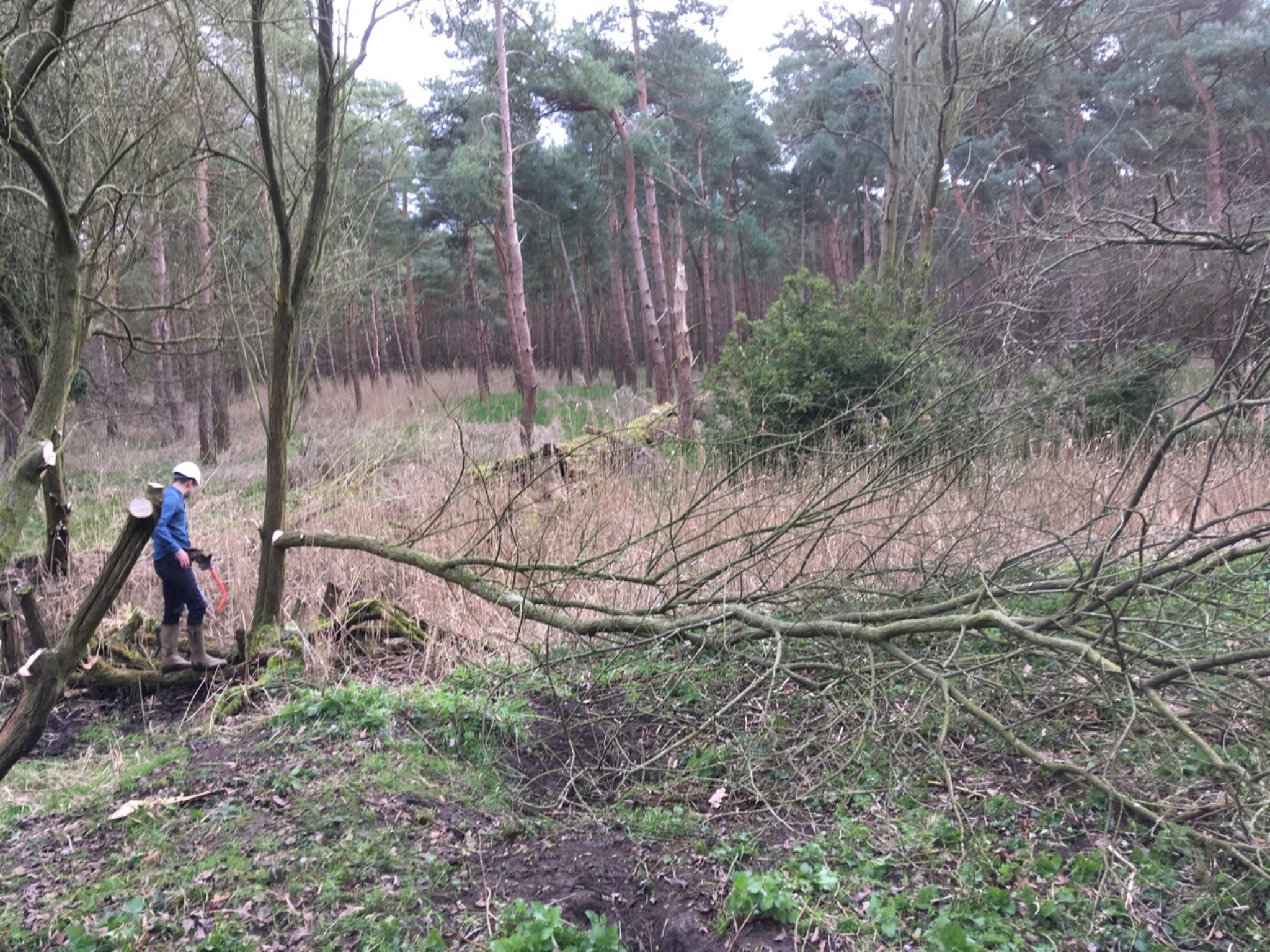 A photo from the FoTF Conservation Event - March 2019 - Clearance work around, and in, the ponds at Harling Woods, Harling : Volunteers work to cut down trees