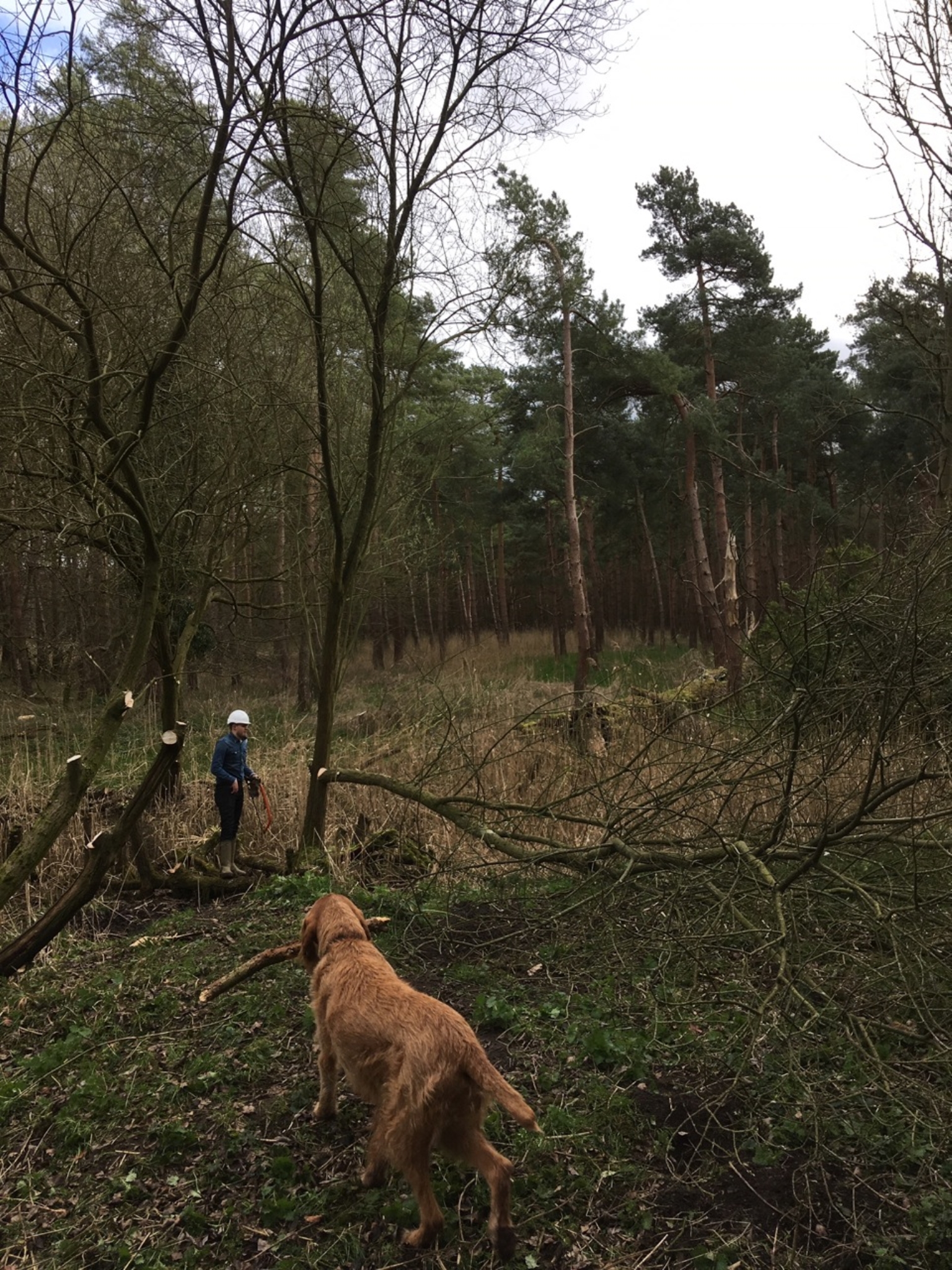A photo from the FoTF Conservation Event - March 2019 - Clearance work around, and in, the ponds at Harling Woods, Harling : A dog watches over the volunteers
