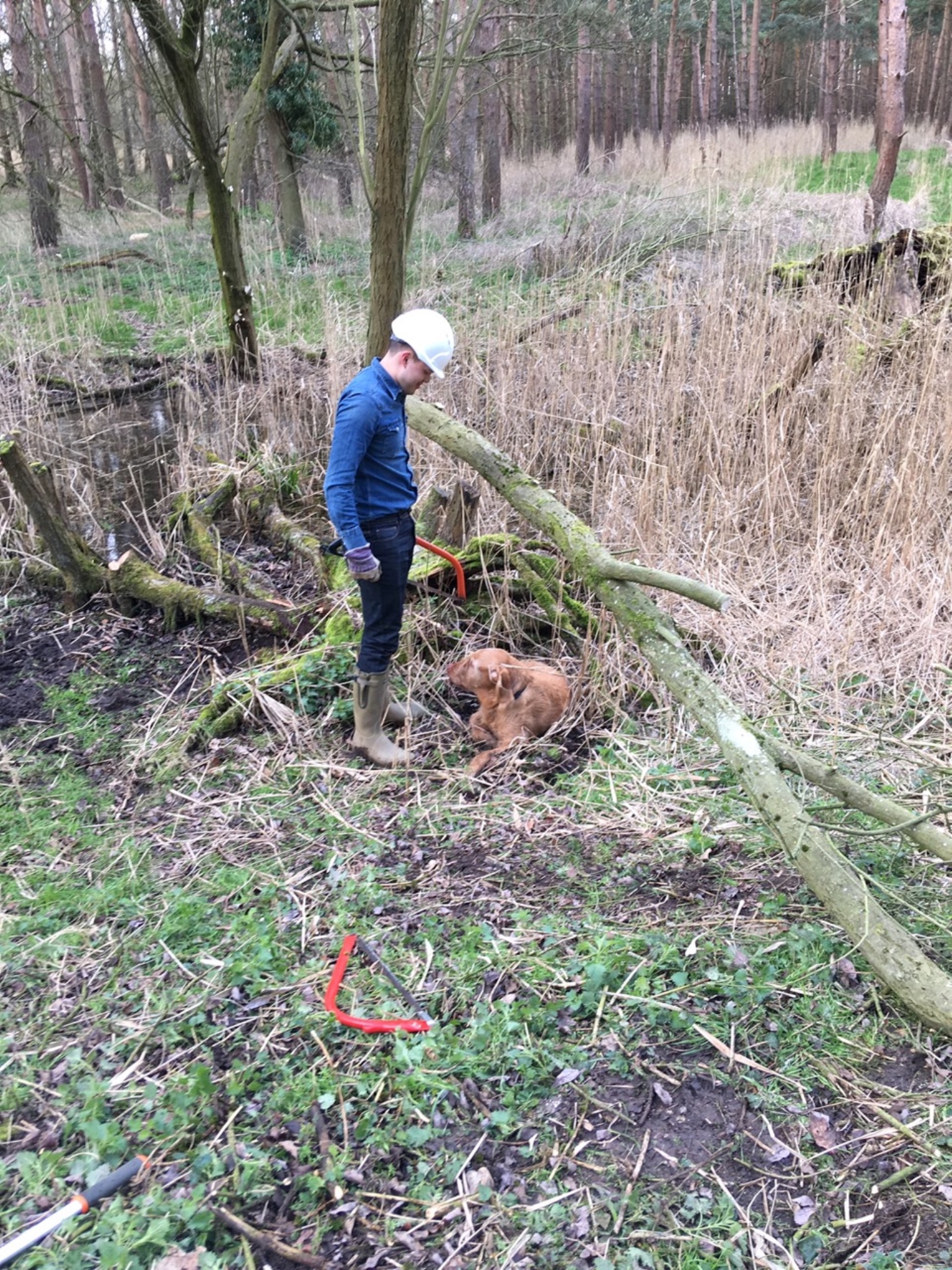 A photo from the FoTF Conservation Event - March 2019 - Clearance work around, and in, the ponds at Harling Woods, Harling : A volunteer looks at a dog who is blockig the way