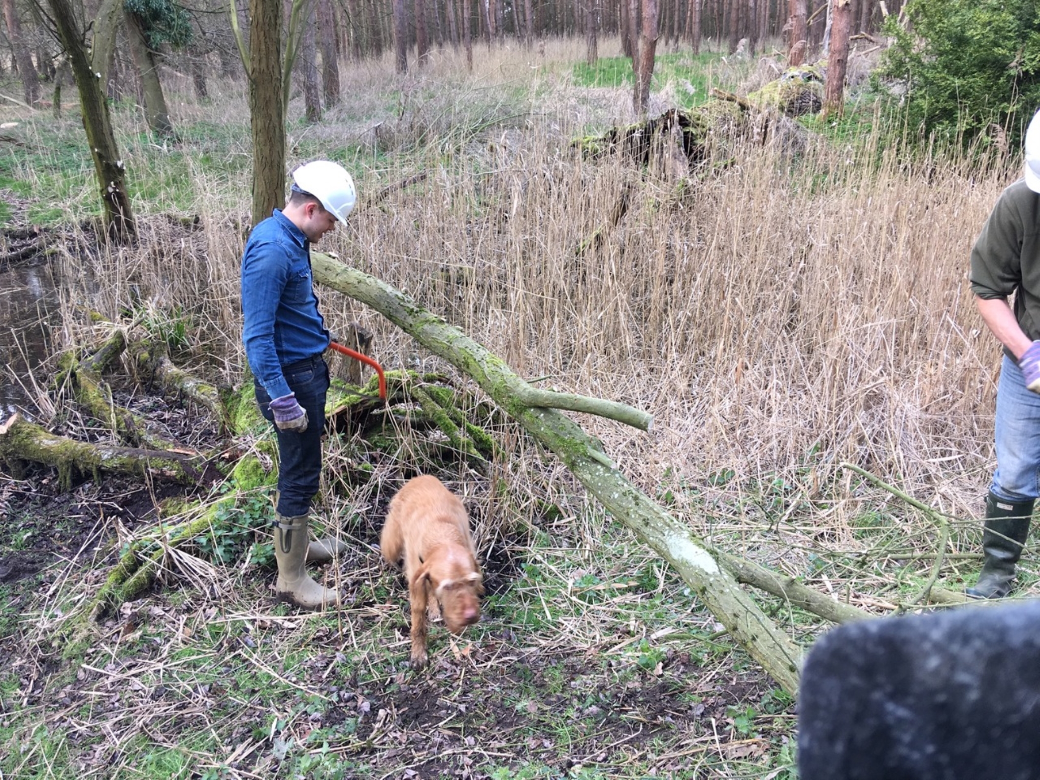 A photo from the FoTF Conservation Event - March 2019 - Clearance work around, and in, the ponds at Harling Woods, Harling : The dog skulks aways after being asked to move
