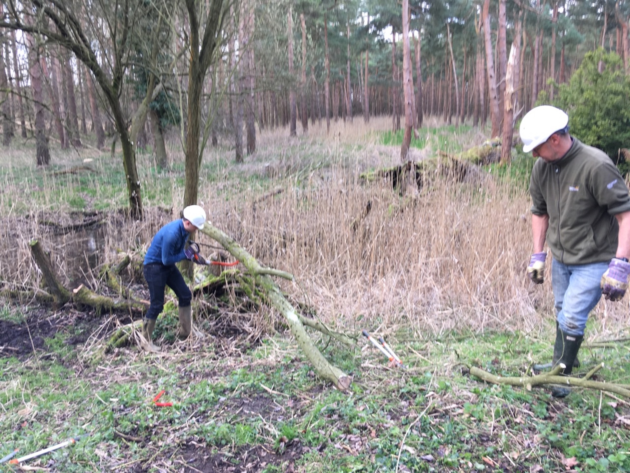 A photo from the FoTF Conservation Event - March 2019 - Clearance work around, and in, the ponds at Harling Woods, Harling : A volunteers cuts the tree now the dog has moved