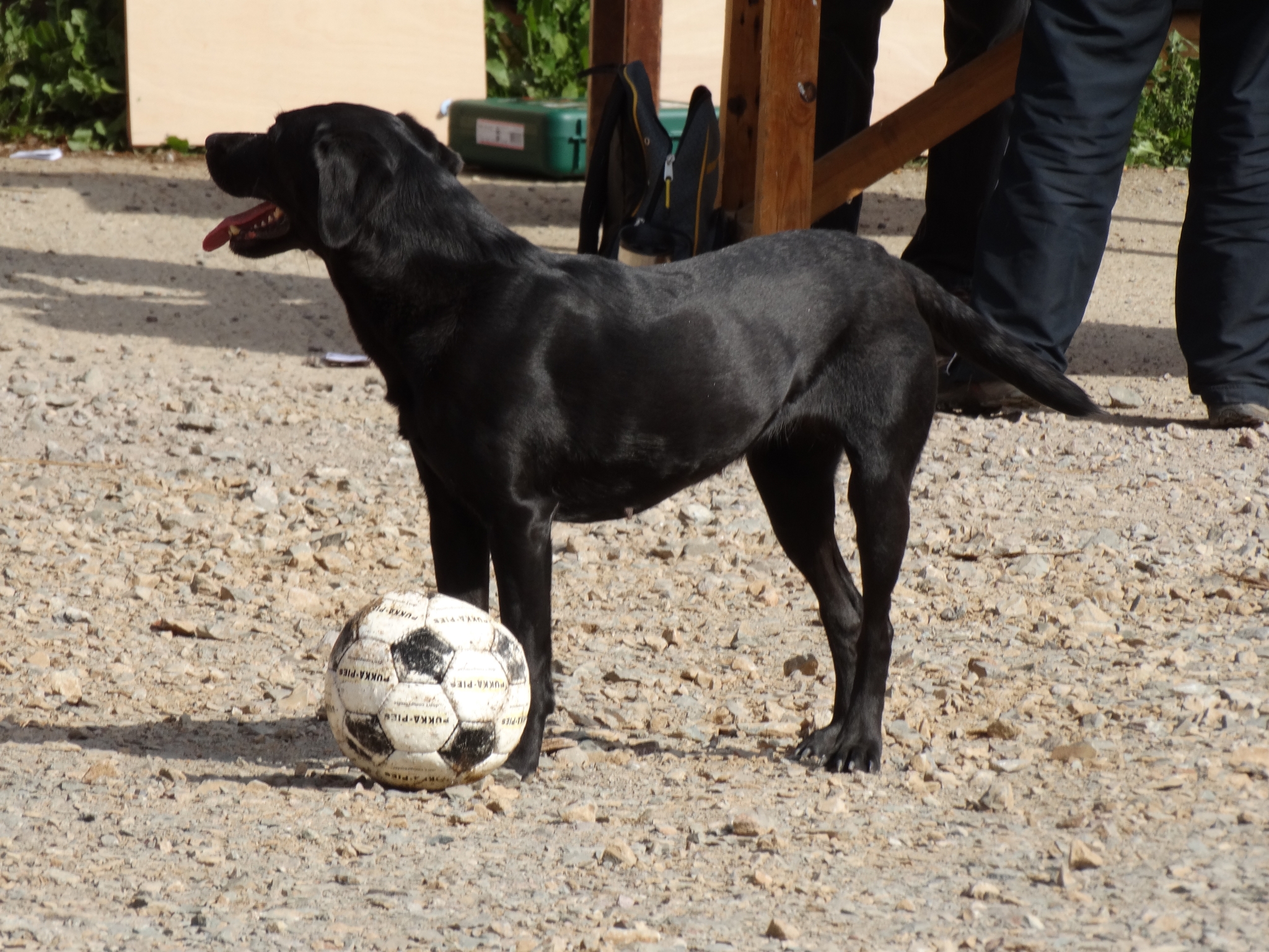 A photo from the FoTF Conservation Event - April 2019 - Mink Raft Construction at Santon Downham Workshops : A dog guards his football
