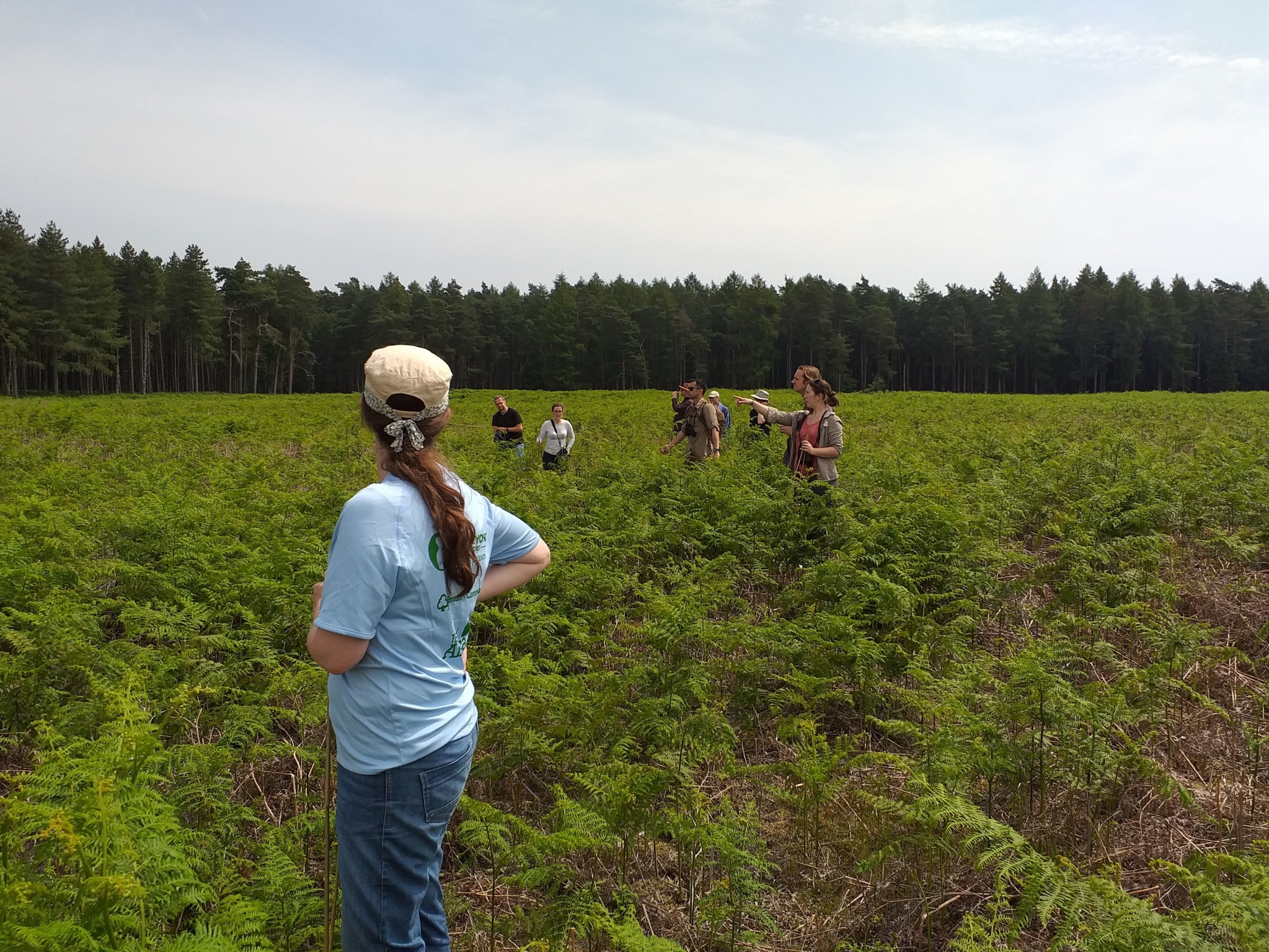 A photo from the FoTF Conservation Event - June 2019 - Nightjar Nest Hunt with members of the BTO - British Trust for Ornithology : The volunteers fan out amongst the bracken looking for Nightjar nests