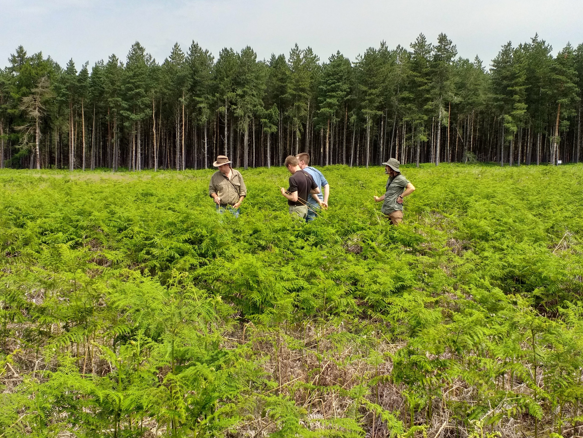 A photo from the FoTF Conservation Event - June 2019 - Nightjar Nest Hunt with members of the BTO - British Trust for Ornithology : The volunteers fan out amongst the bracken looking for Nightjar nests