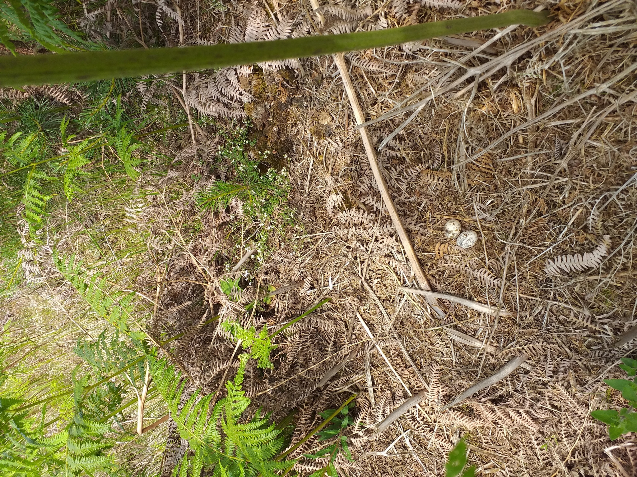 A photo from the FoTF Conservation Event - June 2019 - Nightjar Nest Hunt with members of the BTO - British Trust for Ornithology : A Nightjar nest, with some eggs