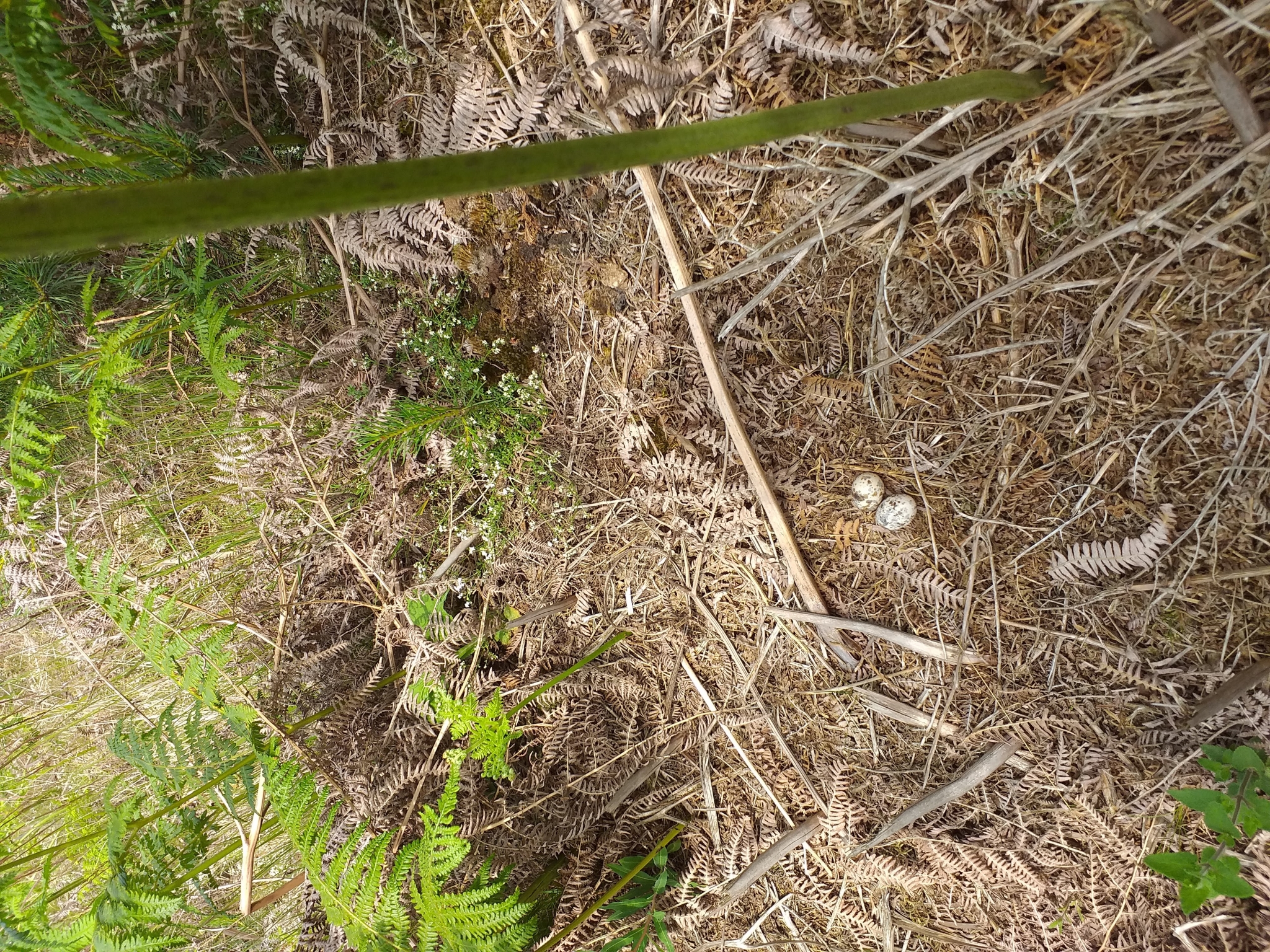 A photo from the FoTF Conservation Event - June 2019 - Nightjar Nest Hunt with members of the BTO - British Trust for Ornithology : A Nightjar nest, with some eggs