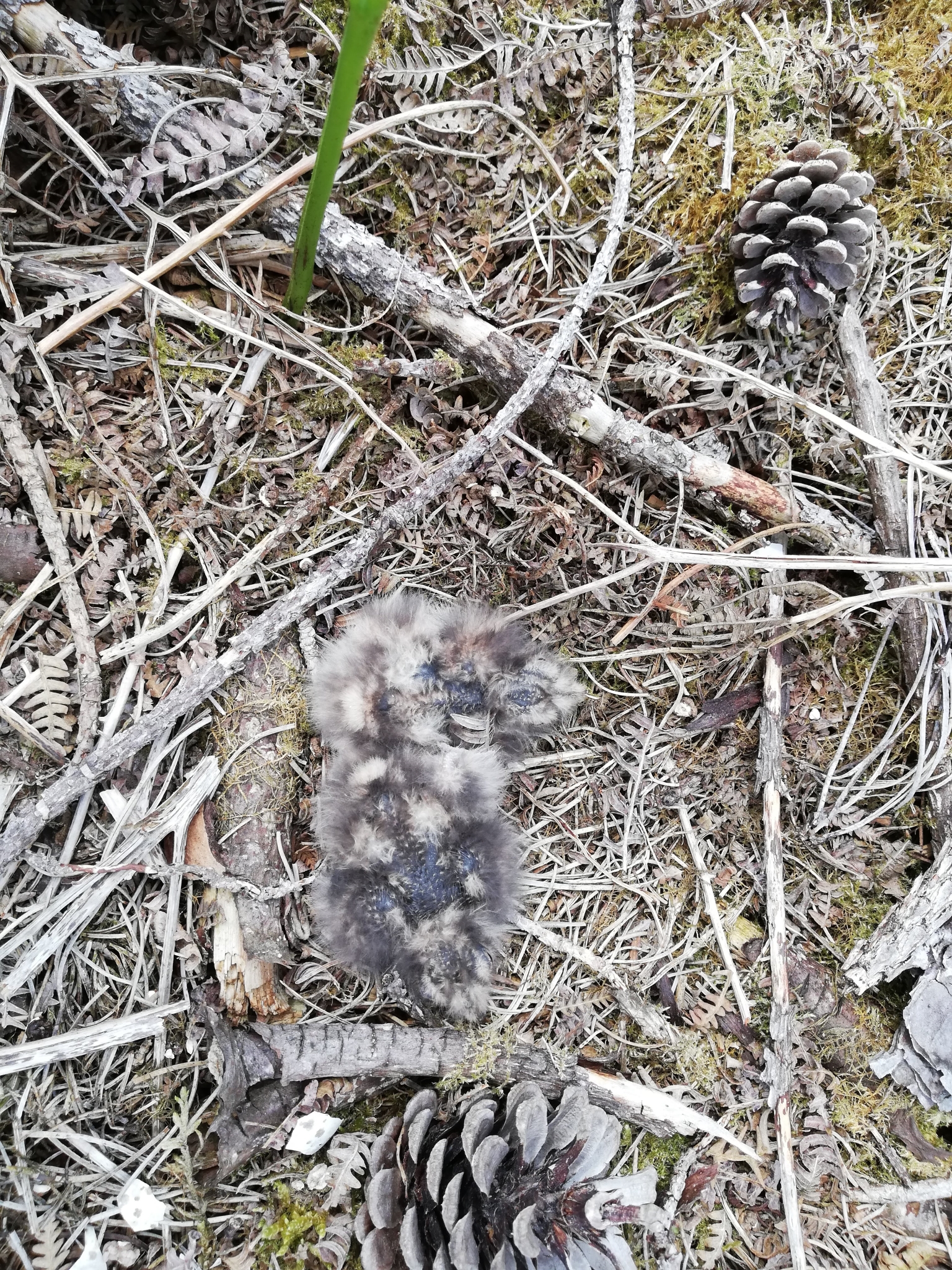 A photo from the FoTF Conservation Event - June 2019 - Nightjar Nest Hunt with members of the BTO - British Trust for Ornithology : A Nightjar nest, with baby Nightjars
