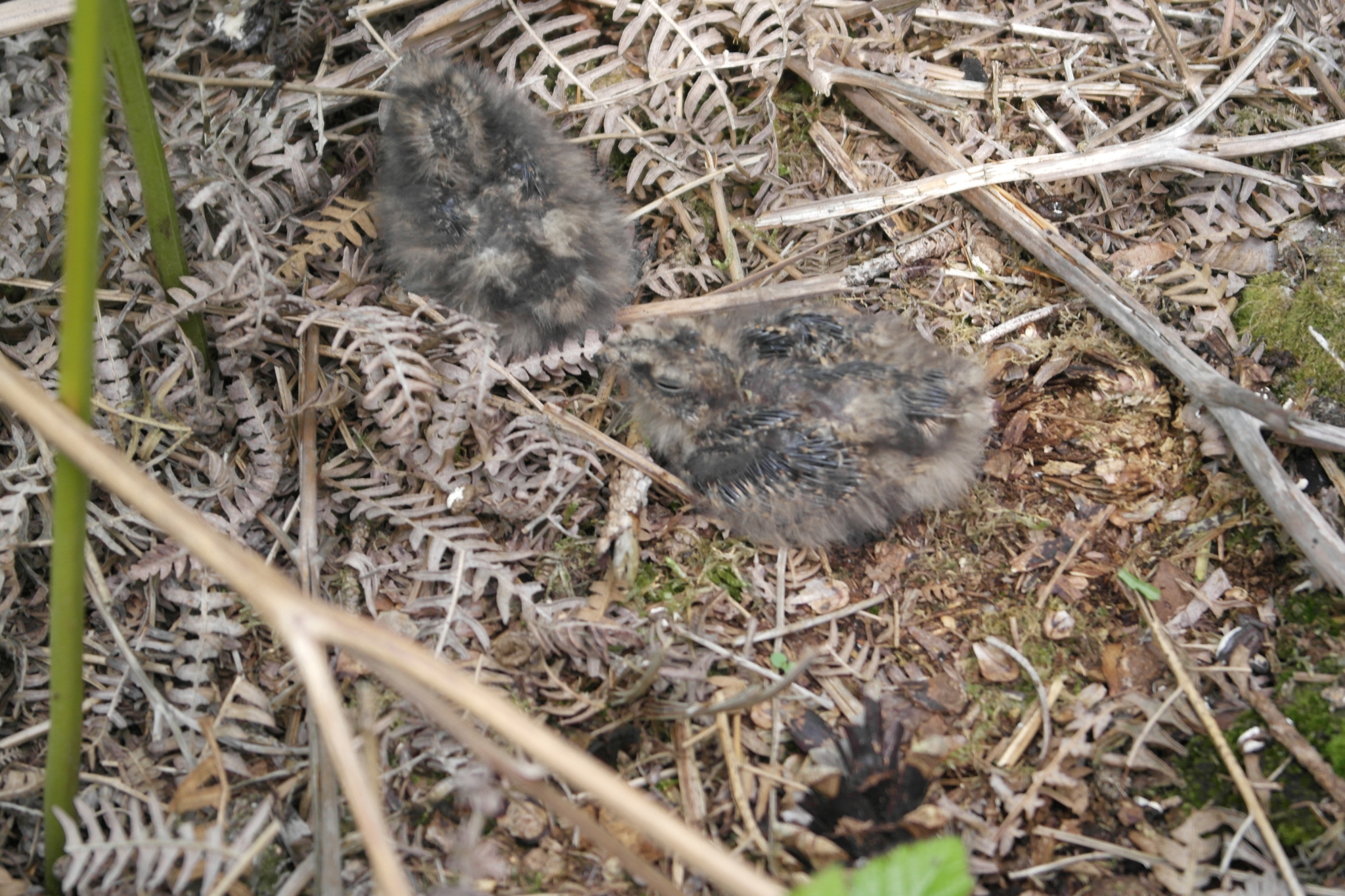 A photo from the FoTF Conservation Event - June 2019 - Nightjar Nest Hunt with members of the BTO - British Trust for Ornithology : A Nightjar nest, with baby Nightjars