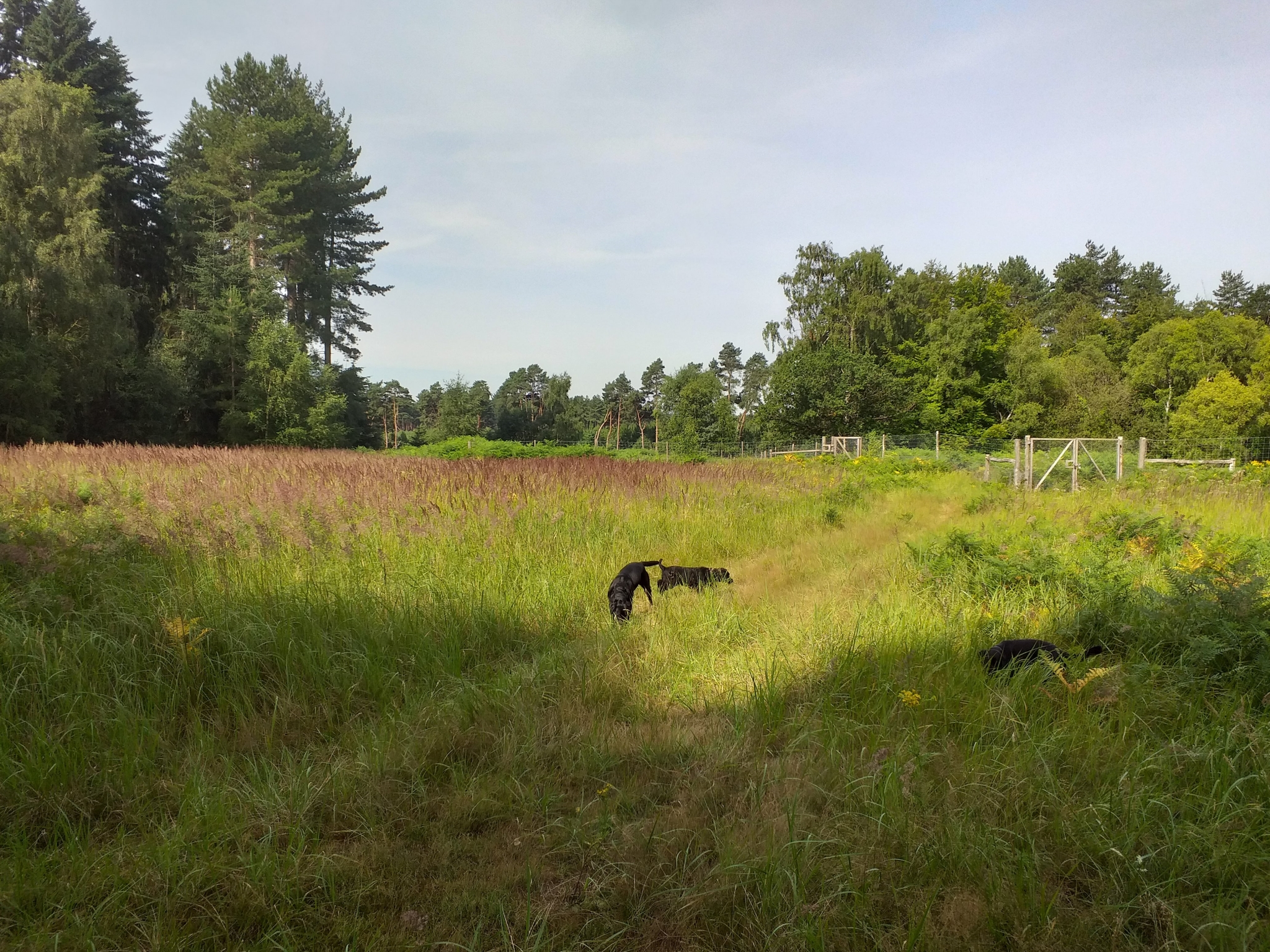 A photo from the FoTF Conservation Event - July 2019 - Weeding at Rex Graham Reserve : Dogs play in the grass at Rex Graham Reserve