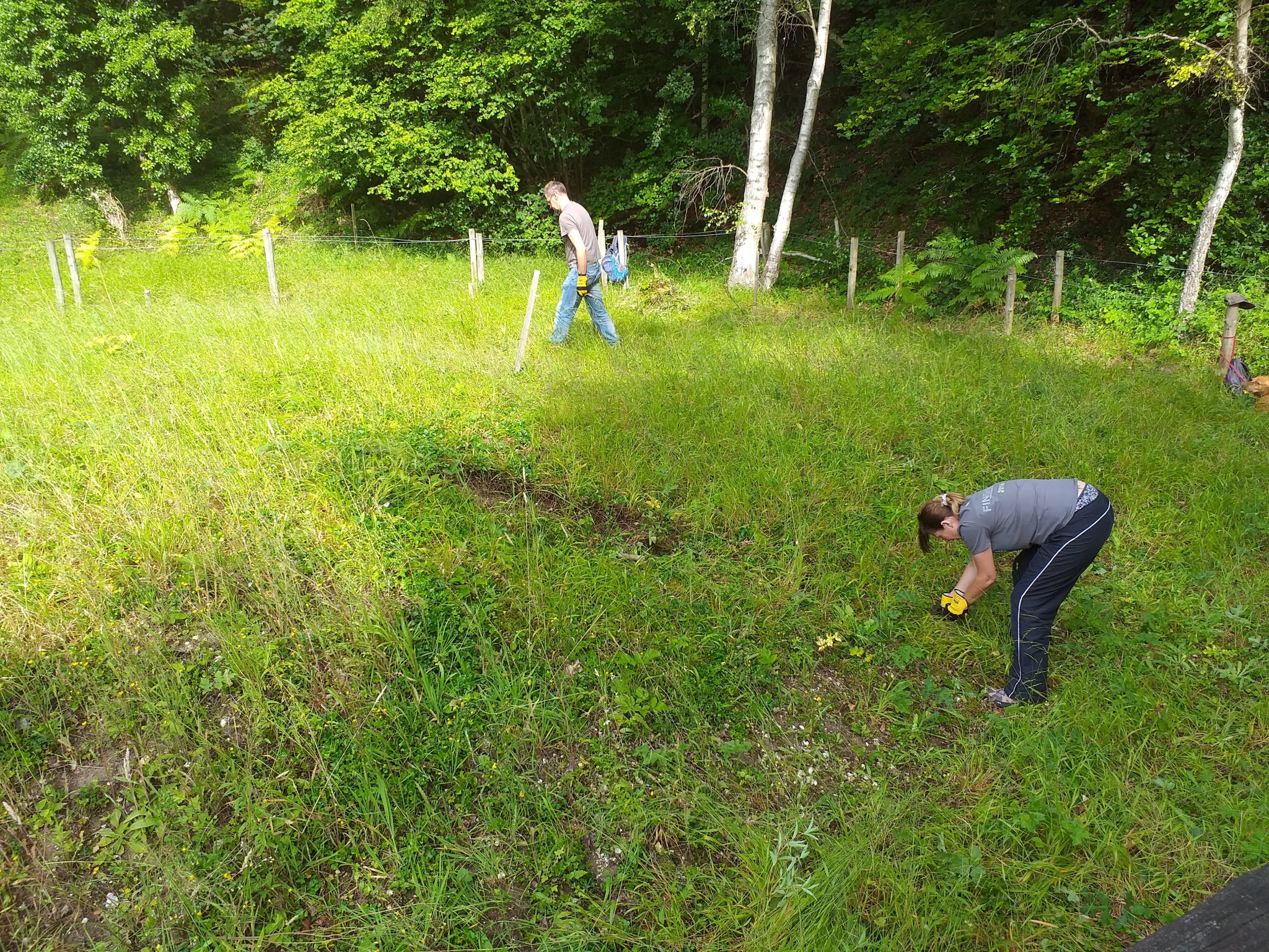 A photo from the FoTF Conservation Event - July 2019 - Weeding at Rex Graham Reserve : Volunteers weed at Rex Graham Reserve