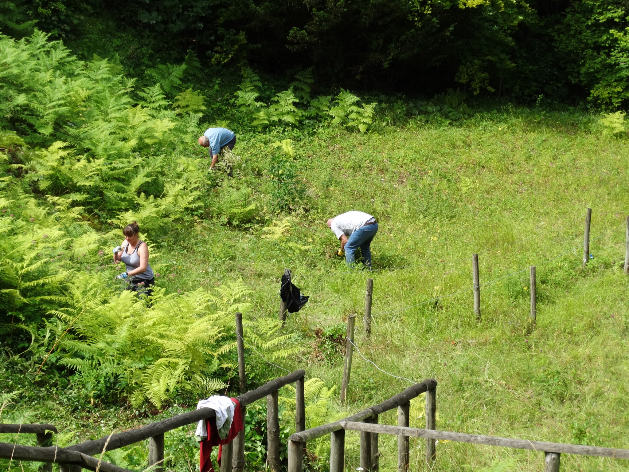 A photo from the FoTF Conservation Event - July 2019 - Weeding at Rex Graham Reserve : Volunteers weed at Rex Graham Reserve