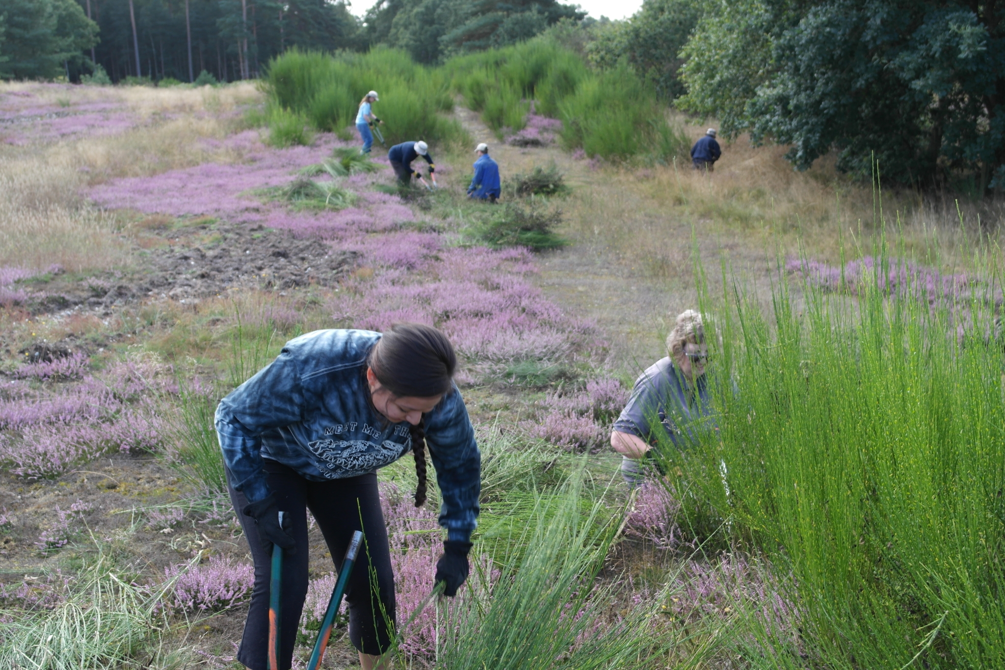 A photo from the FoTF Conservation Event - August 2019 - Broom and Scrub Removal at Santon Street, Santon Downham : Volunteers remove Broom and scrub