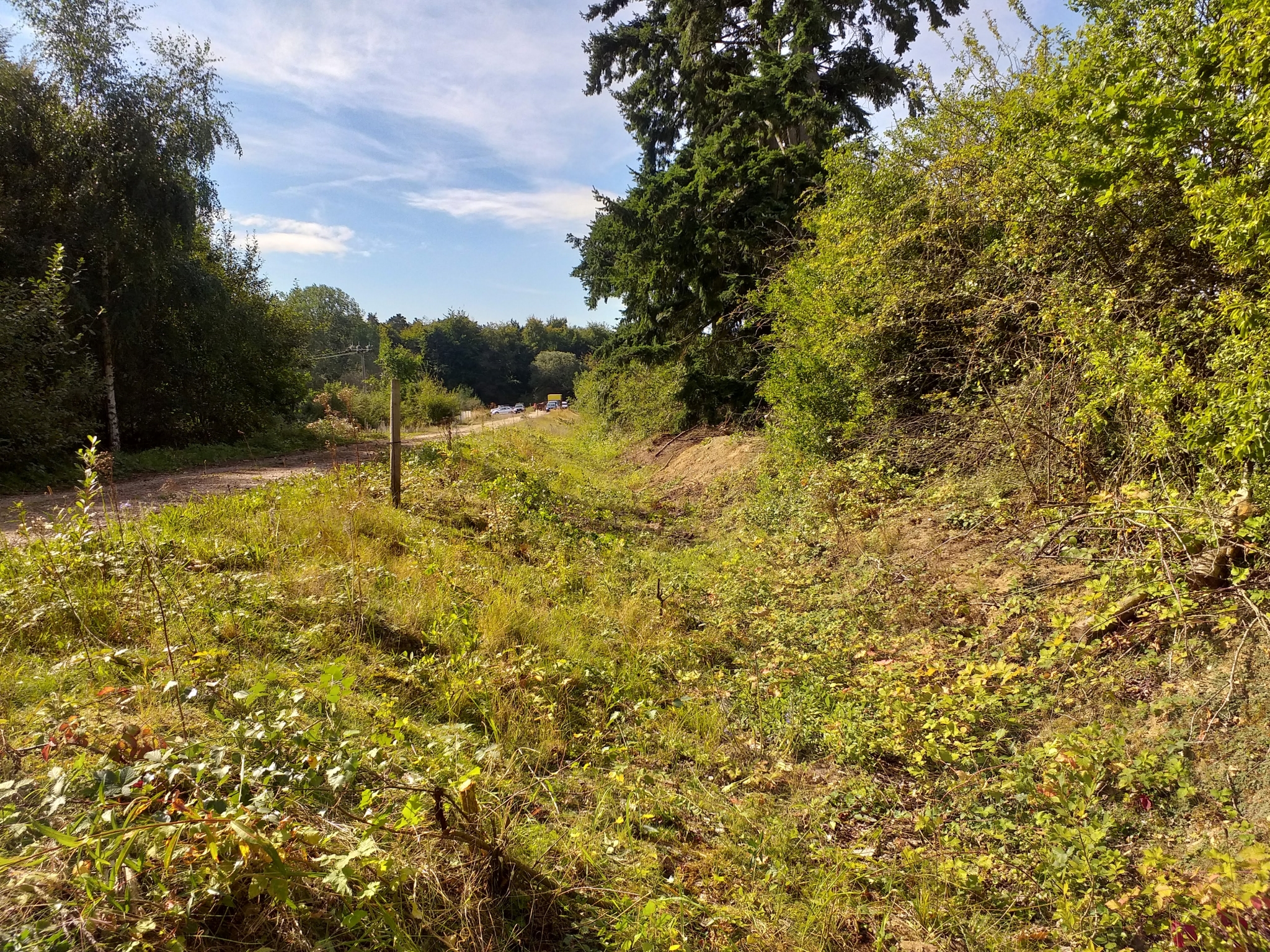 A photo from the FoTF Conservation Event - September 2019 - Scrub Clearance at Cranwich Camp : Scrub in a ditch