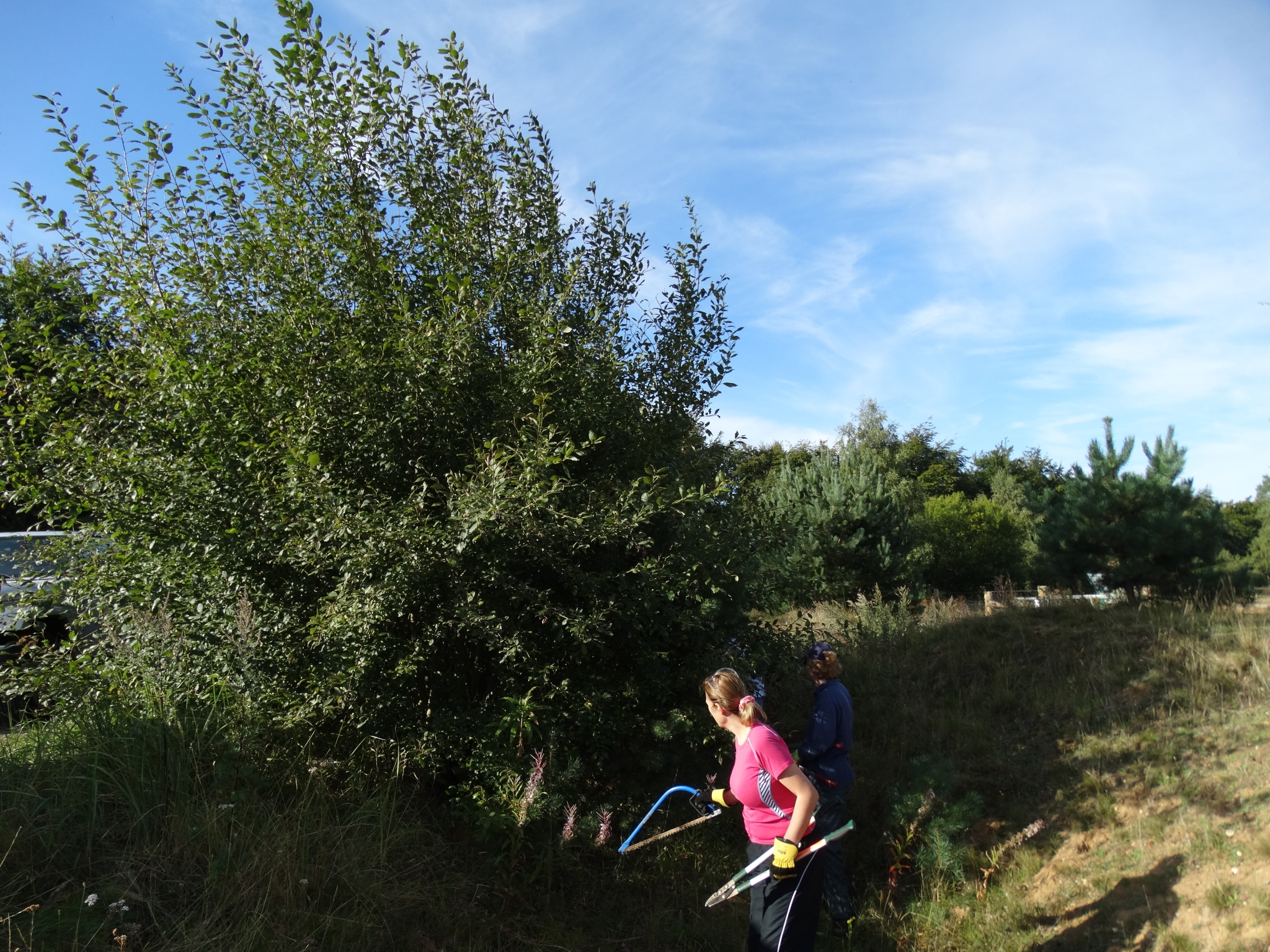A photo from the FoTF Conservation Event - September 2019 - Scrub Clearance at Cranwich Camp : A volunteer apporaches a tree with a saw and loppers