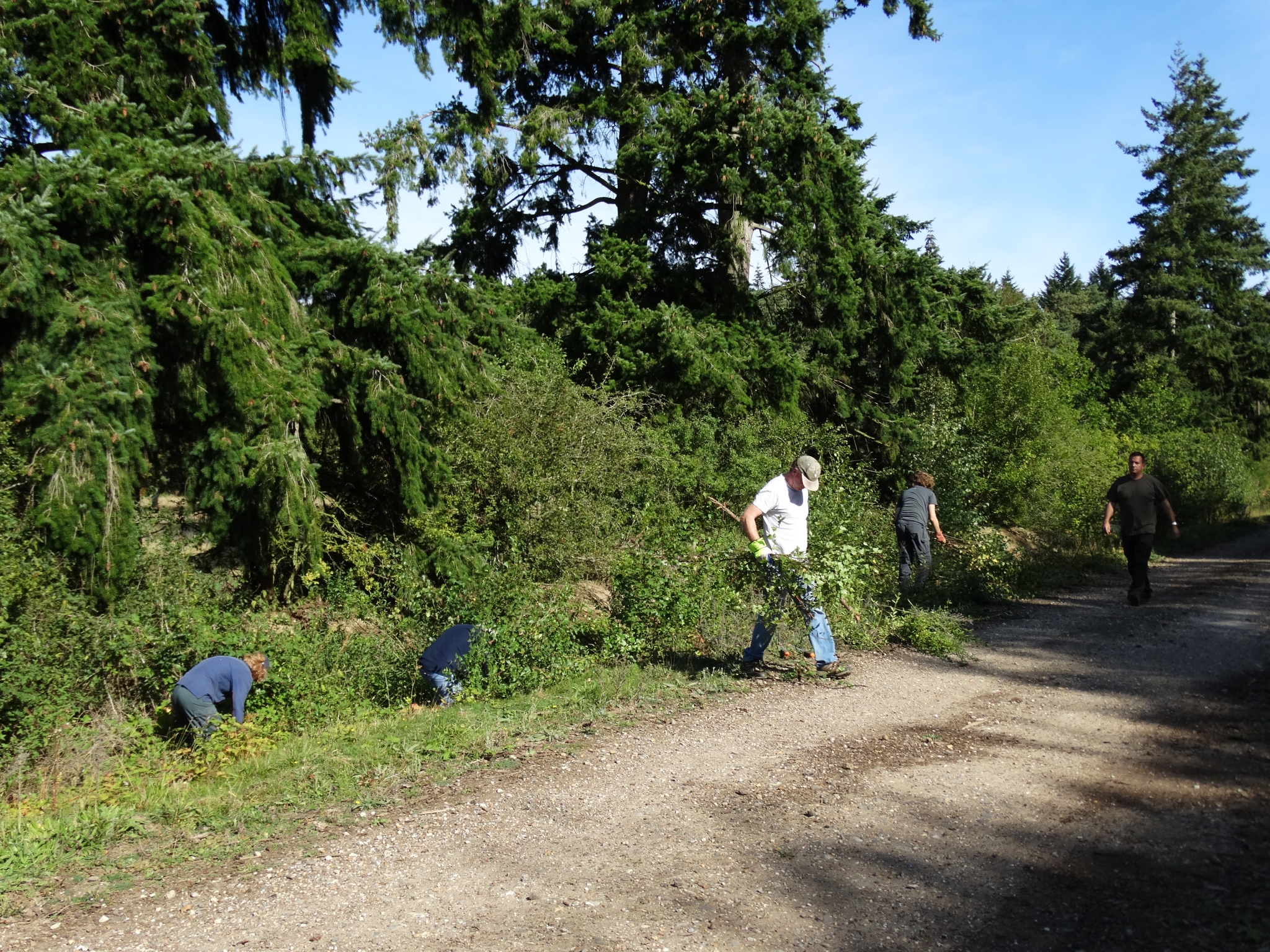 A photo from the FoTF Conservation Event - September 2019 - Scrub Clearance at Cranwich Camp : Volunteers work to clear the scrub alongside unmade road