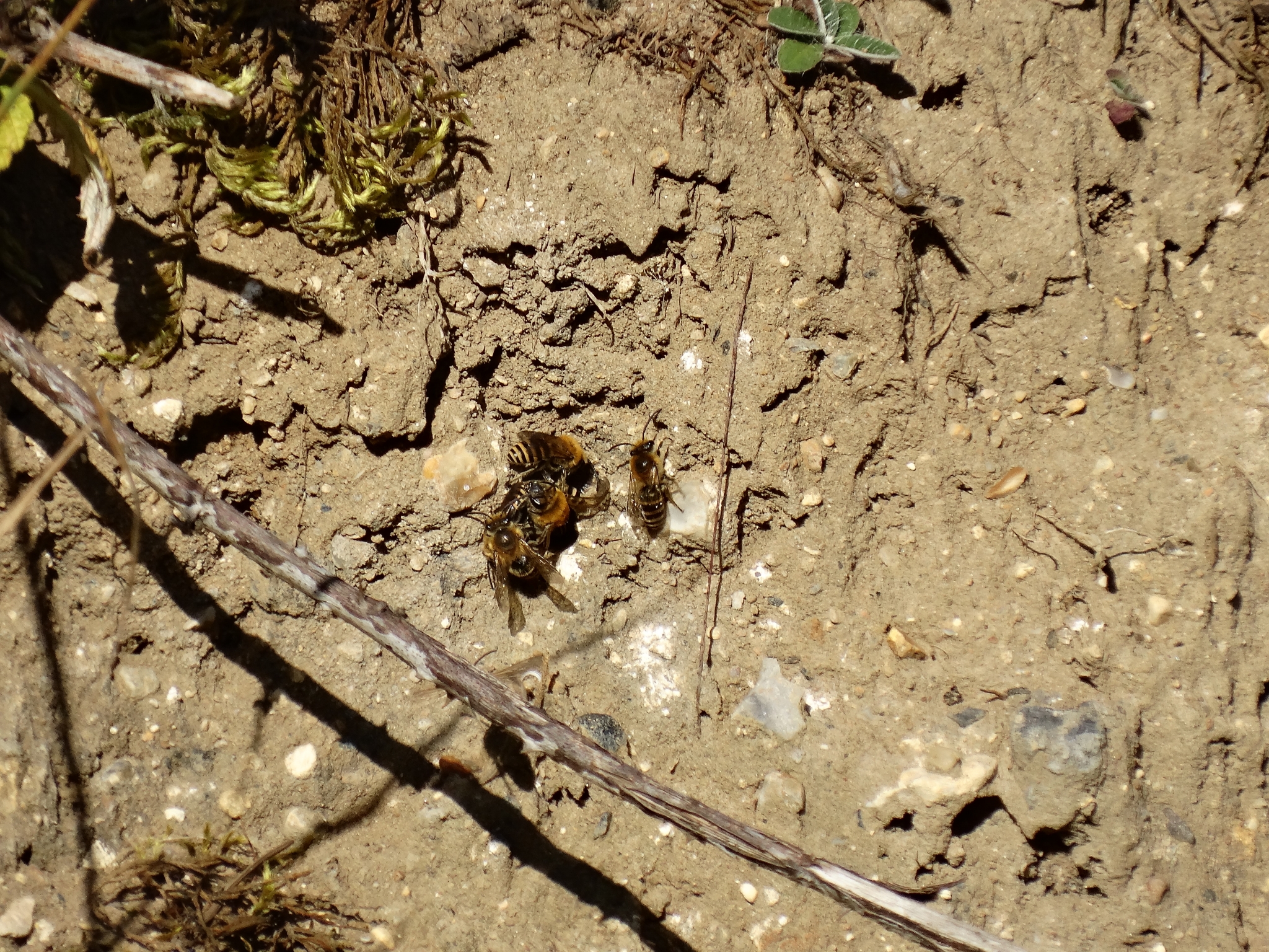 A photo from the FoTF Conservation Event - September 2019 - Scrub Clearance at Cranwich Camp : Insects emerge from a burrow in the soil