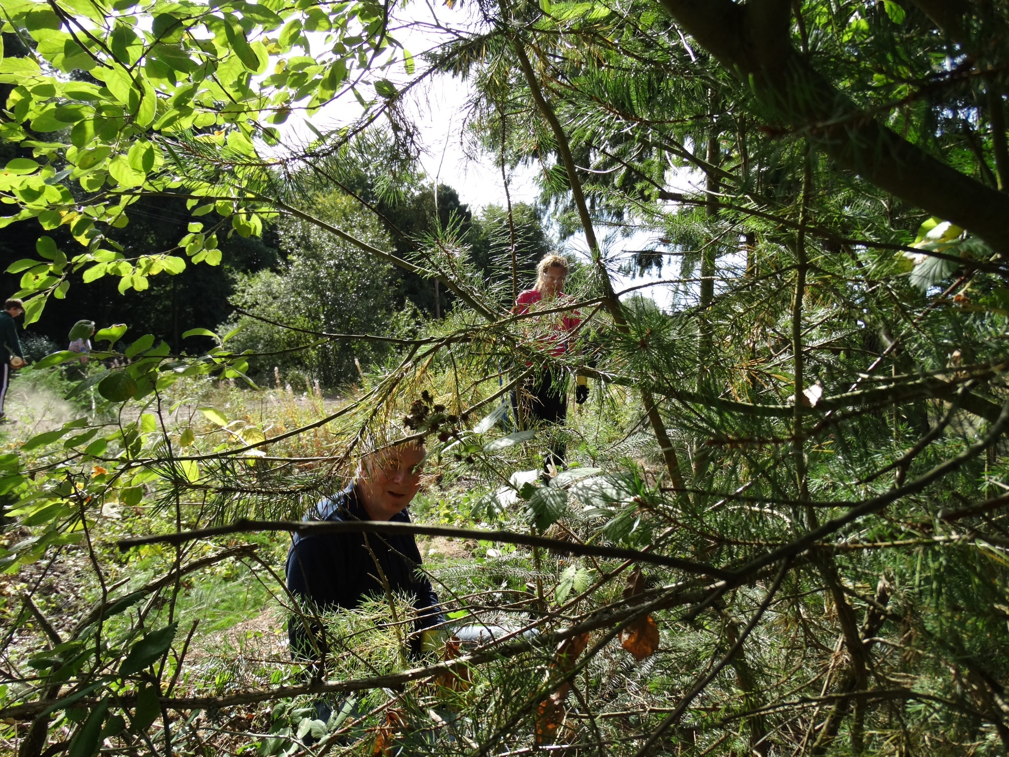 A photo from the FoTF Conservation Event - September 2019 - Scrub Clearance at Cranwich Camp : A volunteers works to clear scrub in the background (obscured by branches)