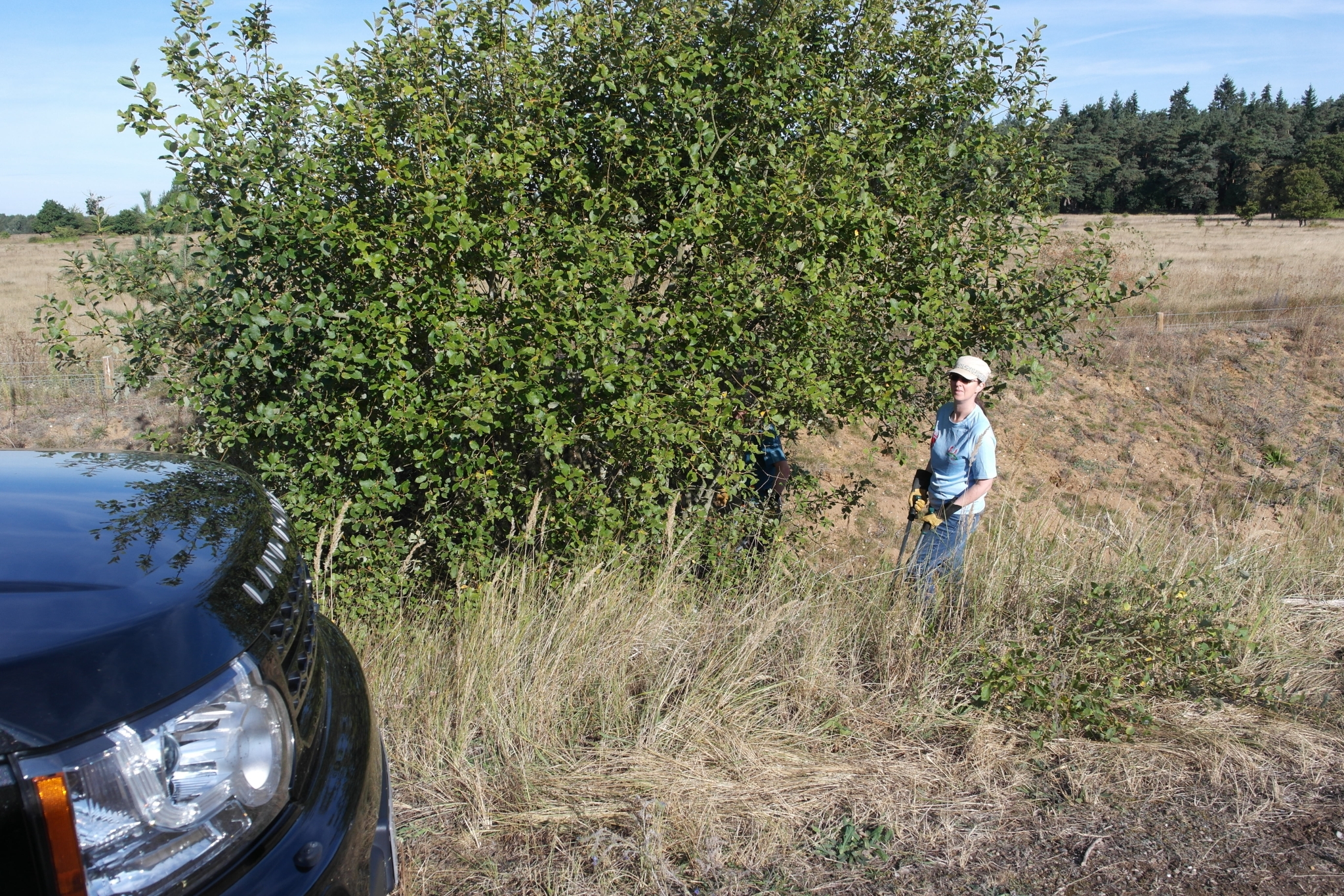 A photo from the FoTF Conservation Event - September 2019 - Scrub Clearance at Cranwich Camp : Voluntteers inspect a tree