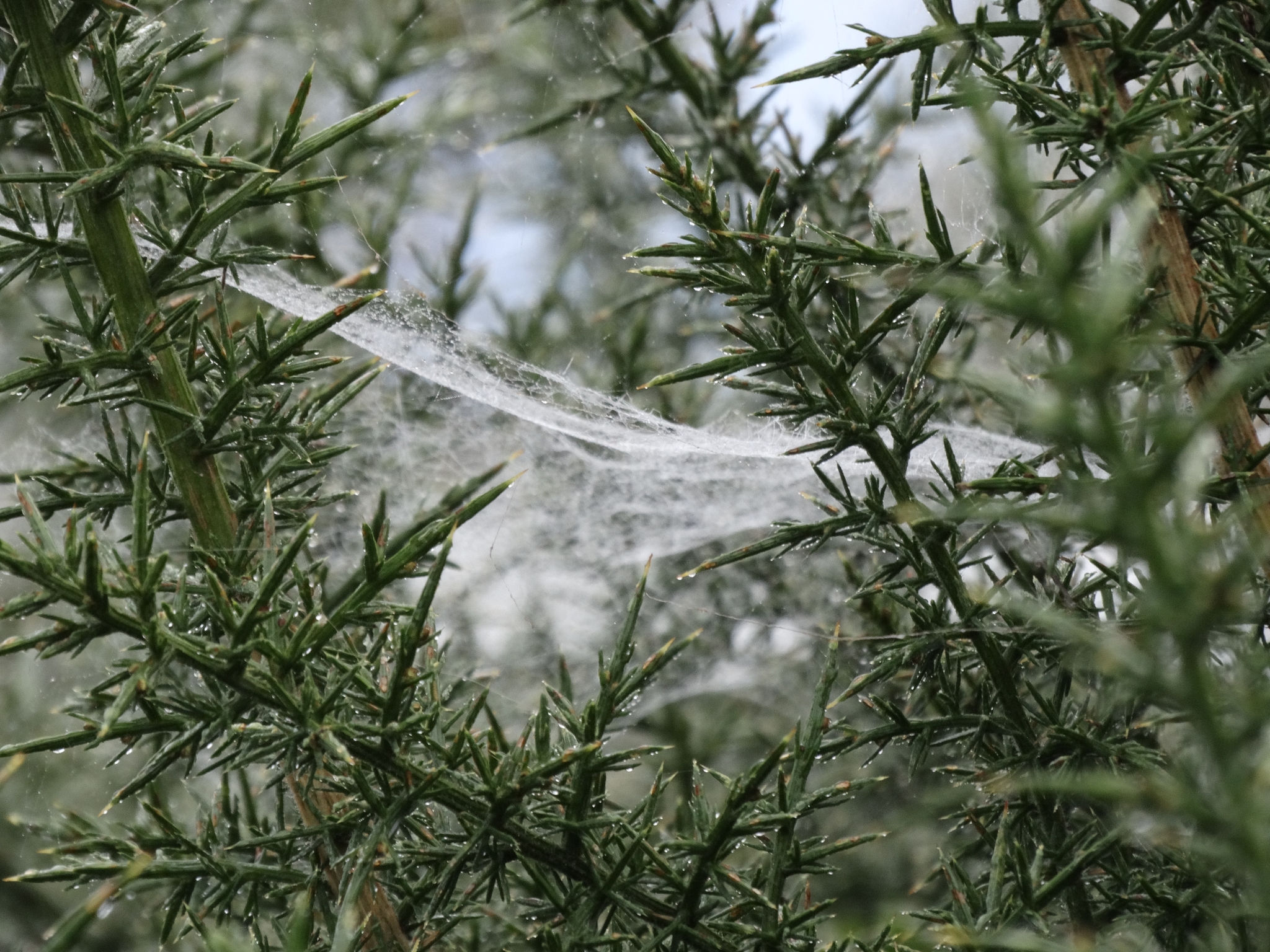 A photo from the FoTF Conservation Event - October 2019 - Gorse Clearance at Hockham Hills & Holes : A spiders web between branches on a Gorse Bush