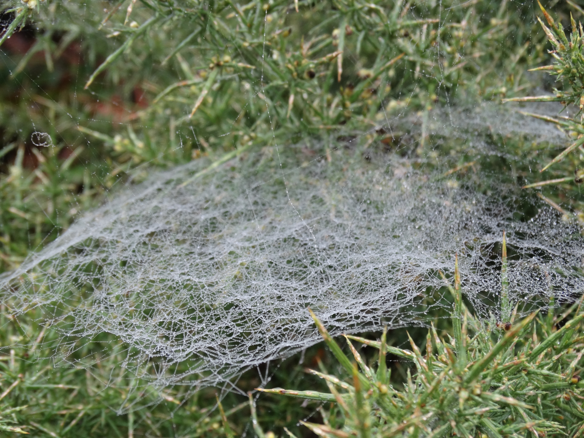 A photo from the FoTF Conservation Event - October 2019 - Gorse Clearance at Hockham Hills & Holes : Numerous spiders web in a Gorse bush