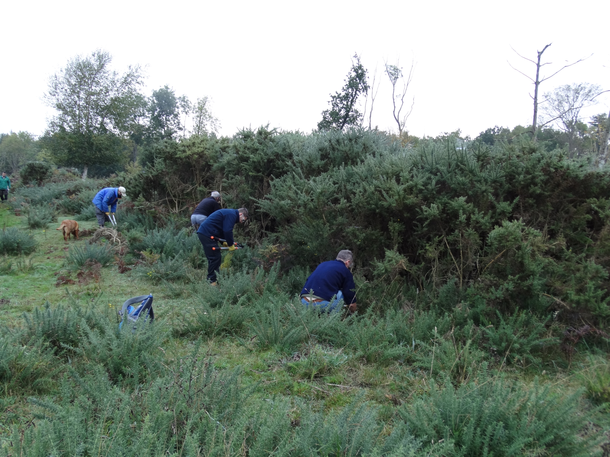 A photo from the FoTF Conservation Event - October 2019 - Gorse Clearance at Hockham Hills & Holes : Volunteers work to remove Gorse