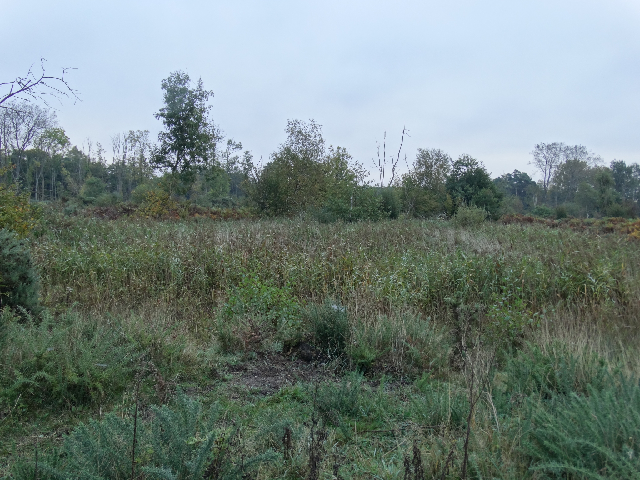 A photo from the FoTF Conservation Event - October 2019 - Gorse Clearance at Hockham Hills & Holes : A dog walks amongst the Bracken