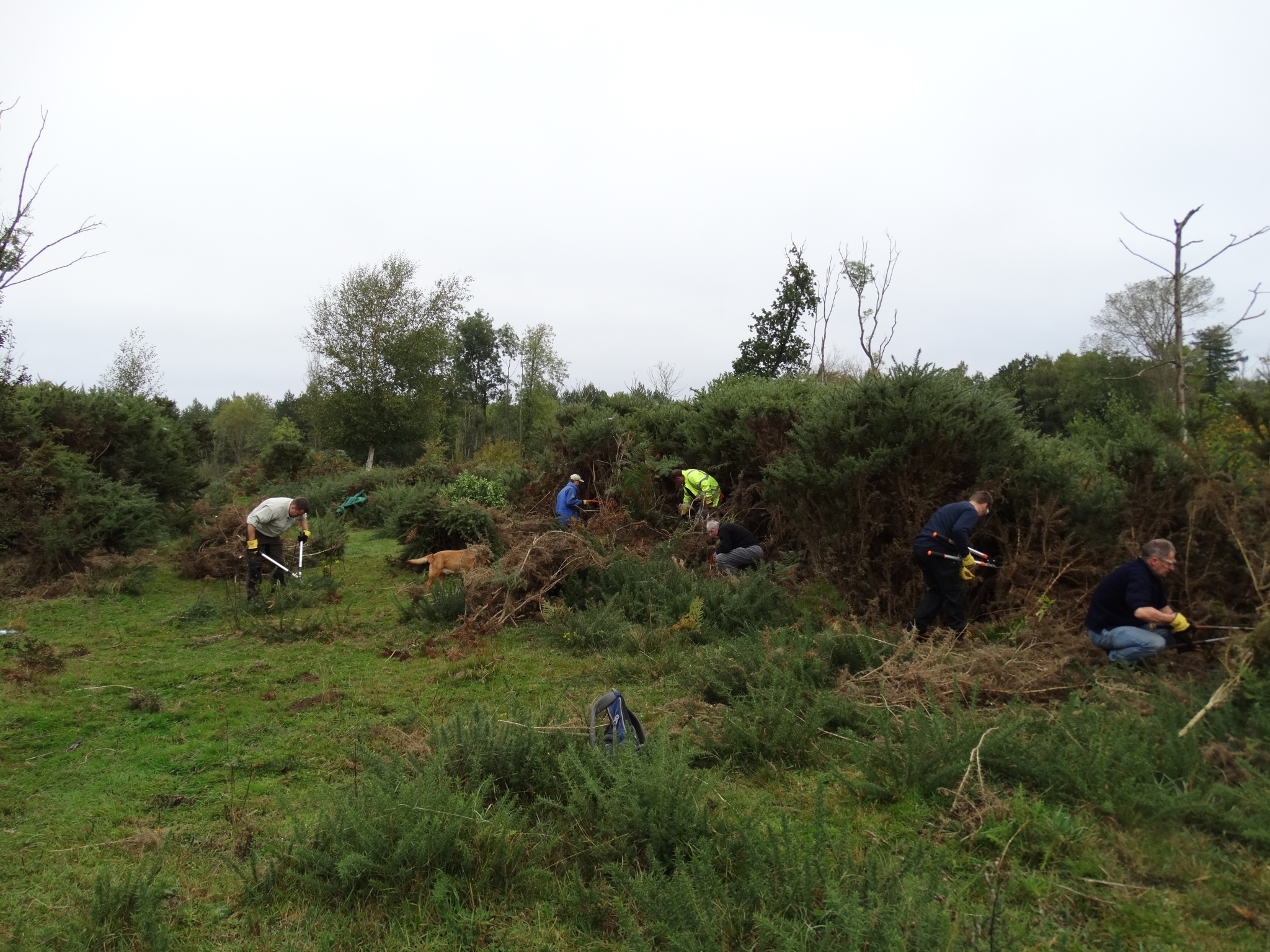 A photo from the FoTF Conservation Event - October 2019 - Gorse Clearance at Hockham Hills & Holes : Volunteers work to remove Gorse