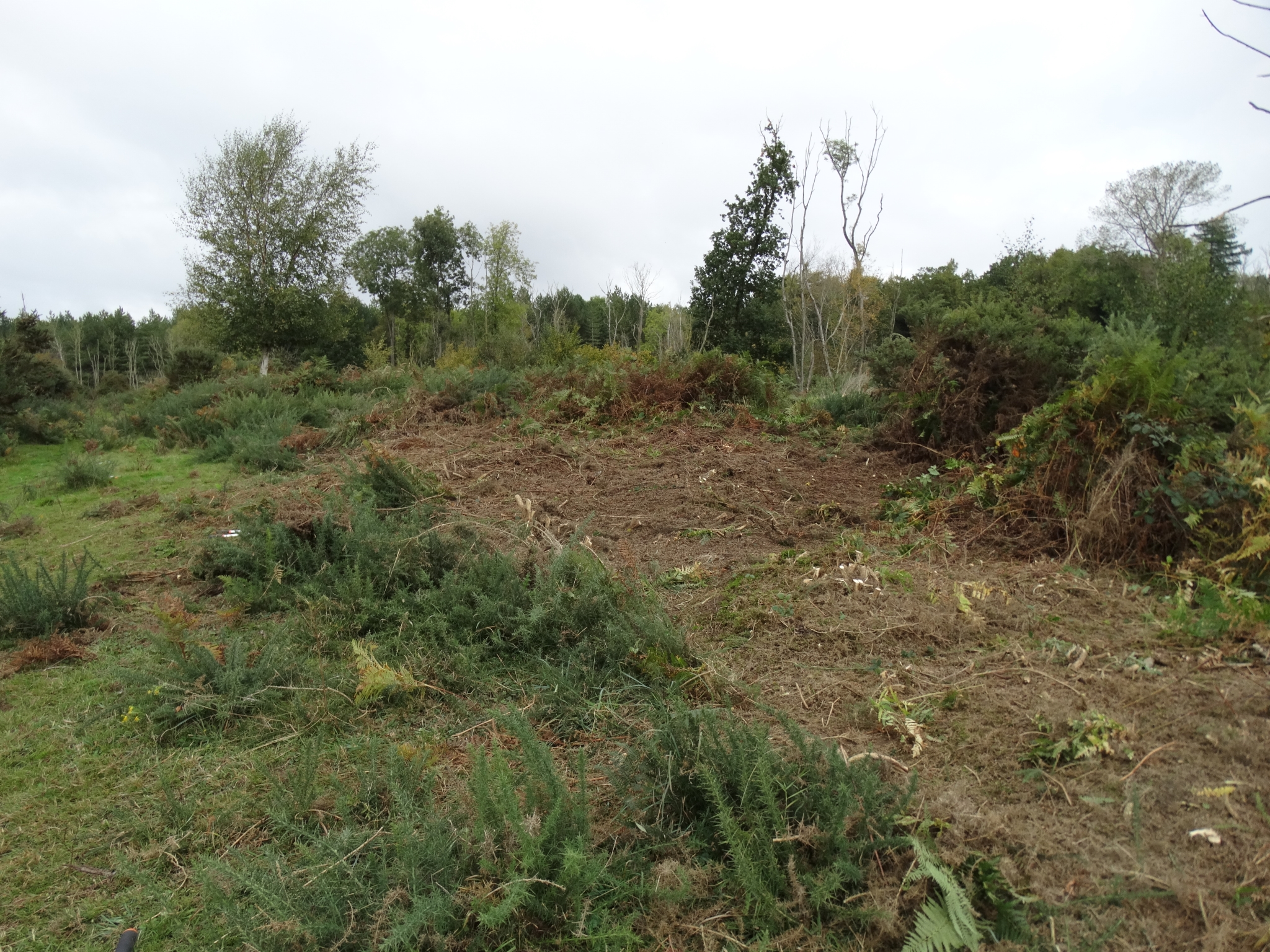 A photo from the FoTF Conservation Event - October 2019 - Gorse Clearance at Hockham Hills & Holes : A large pile of Gorse cleared by the volunteers