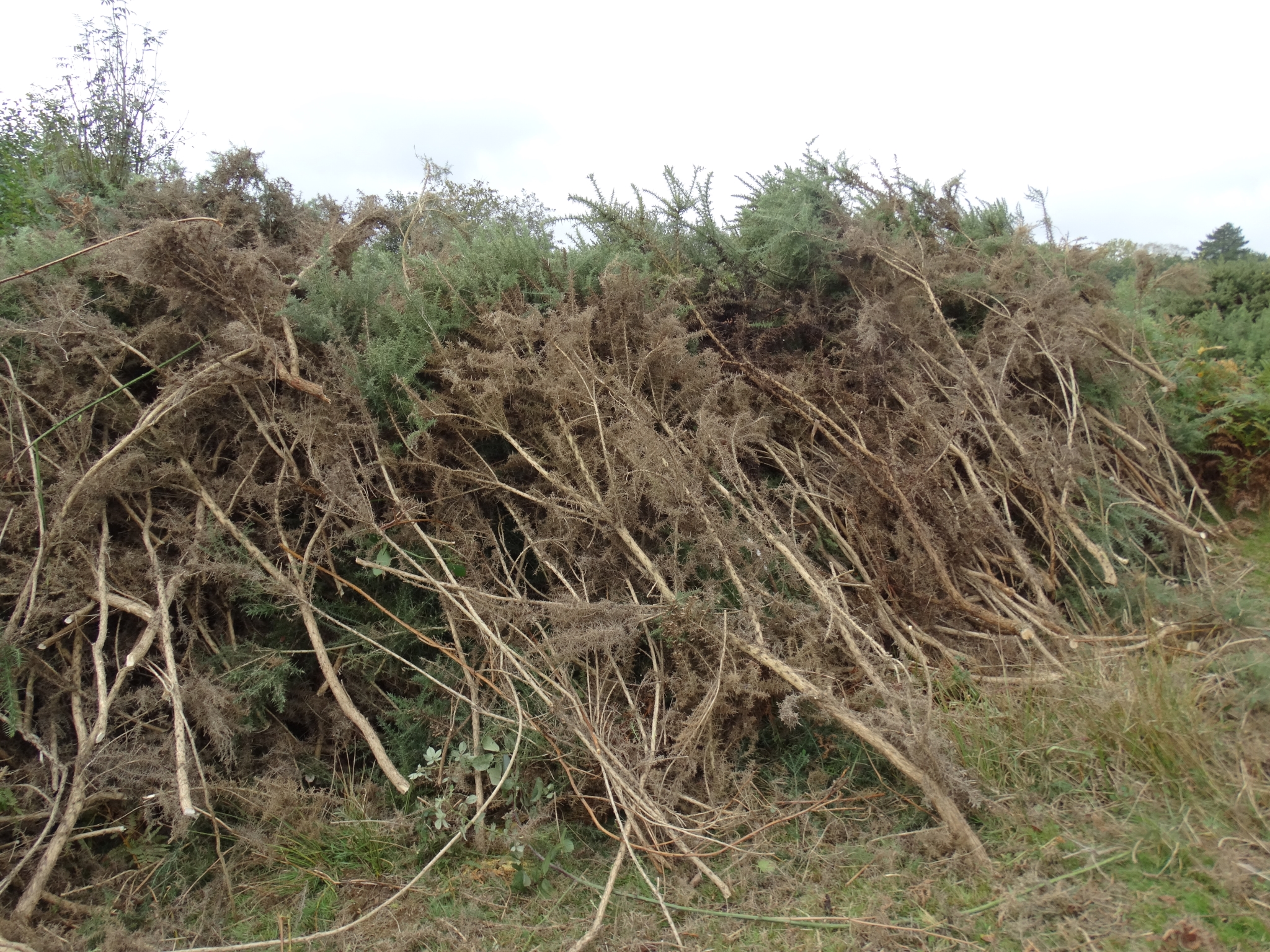 A photo from the FoTF Conservation Event - October 2019 - Gorse Clearance at Hockham Hills & Holes : An area cleared by the volunteers