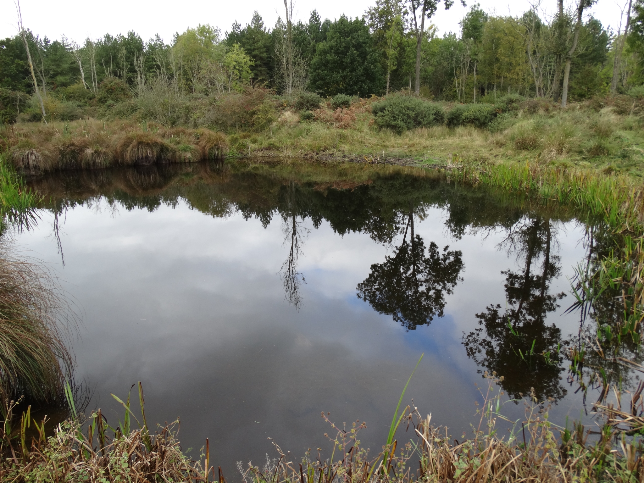 A photo from the FoTF Conservation Event - October 2019 - Gorse Clearance at Hockham Hills & Holes : A view of one of the ponds