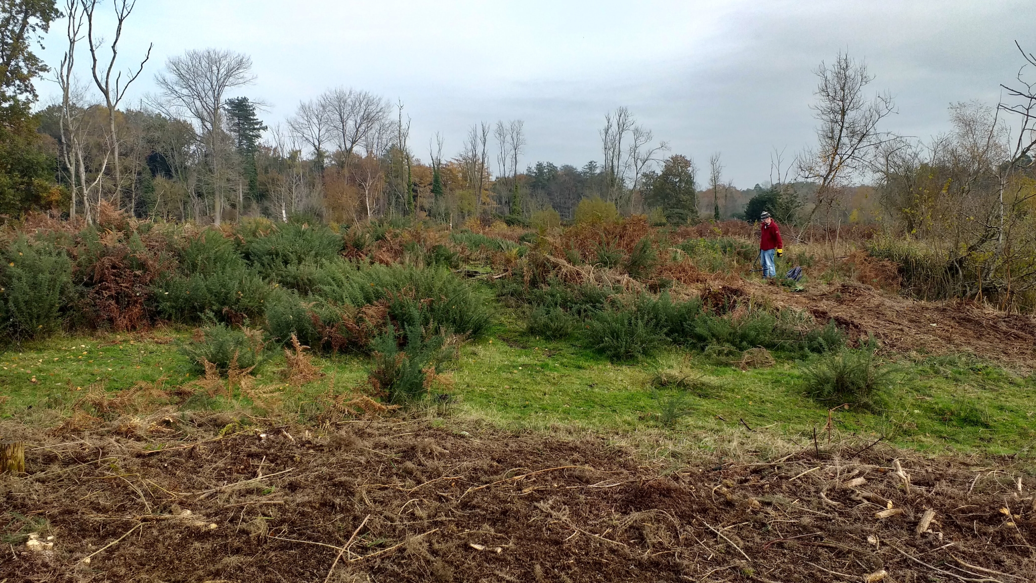 A photo from the FoTF Conservation Event - November 2019 - Gorse Clearance at Hockham Hills & Holes : A volunteer amongst the Gorse