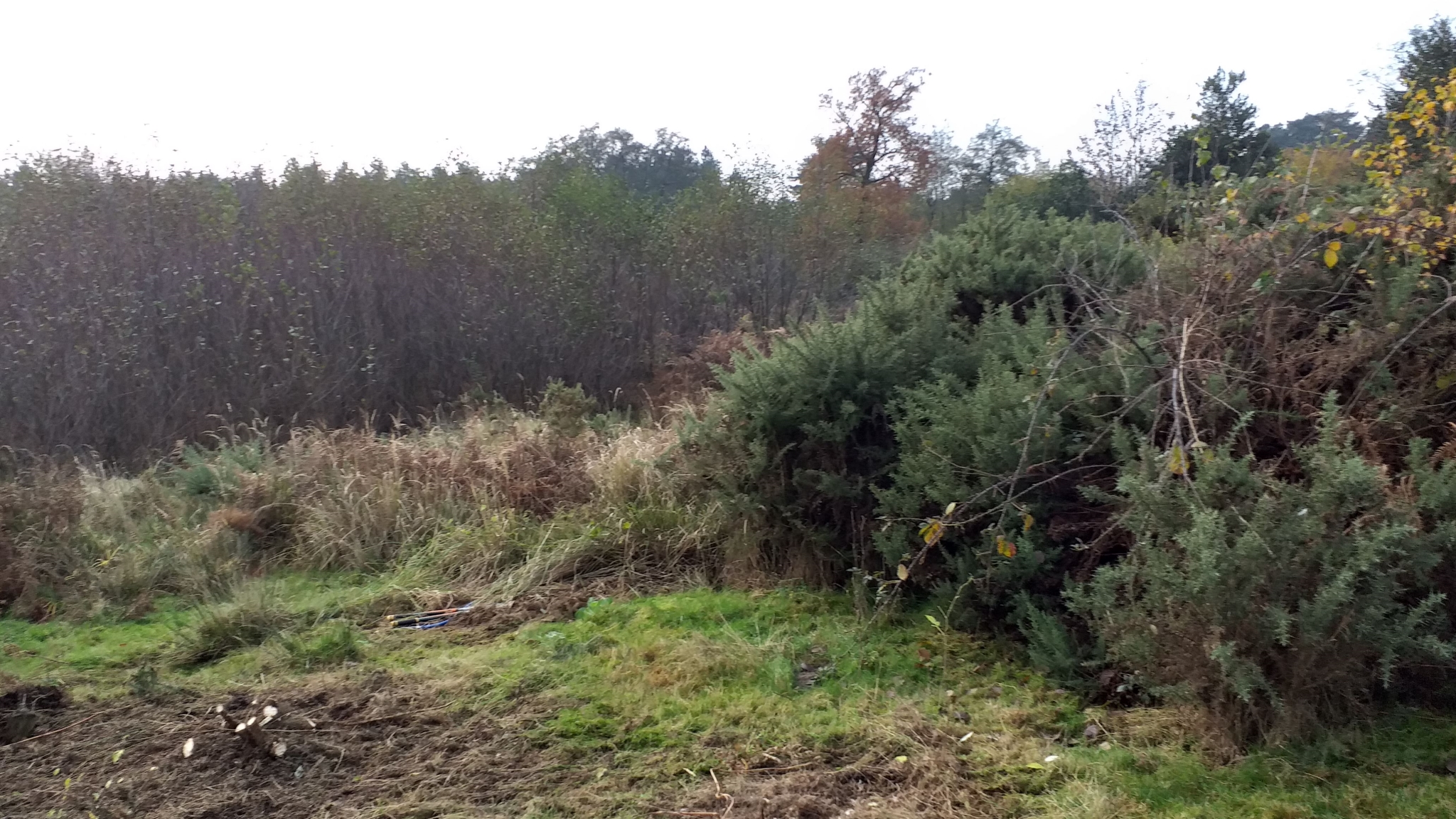 A photo from the FoTF Conservation Event - November 2019 - Gorse Clearance at Hockham Hills & Holes : An area of cleared Gorse, with another Gorse bush in the background