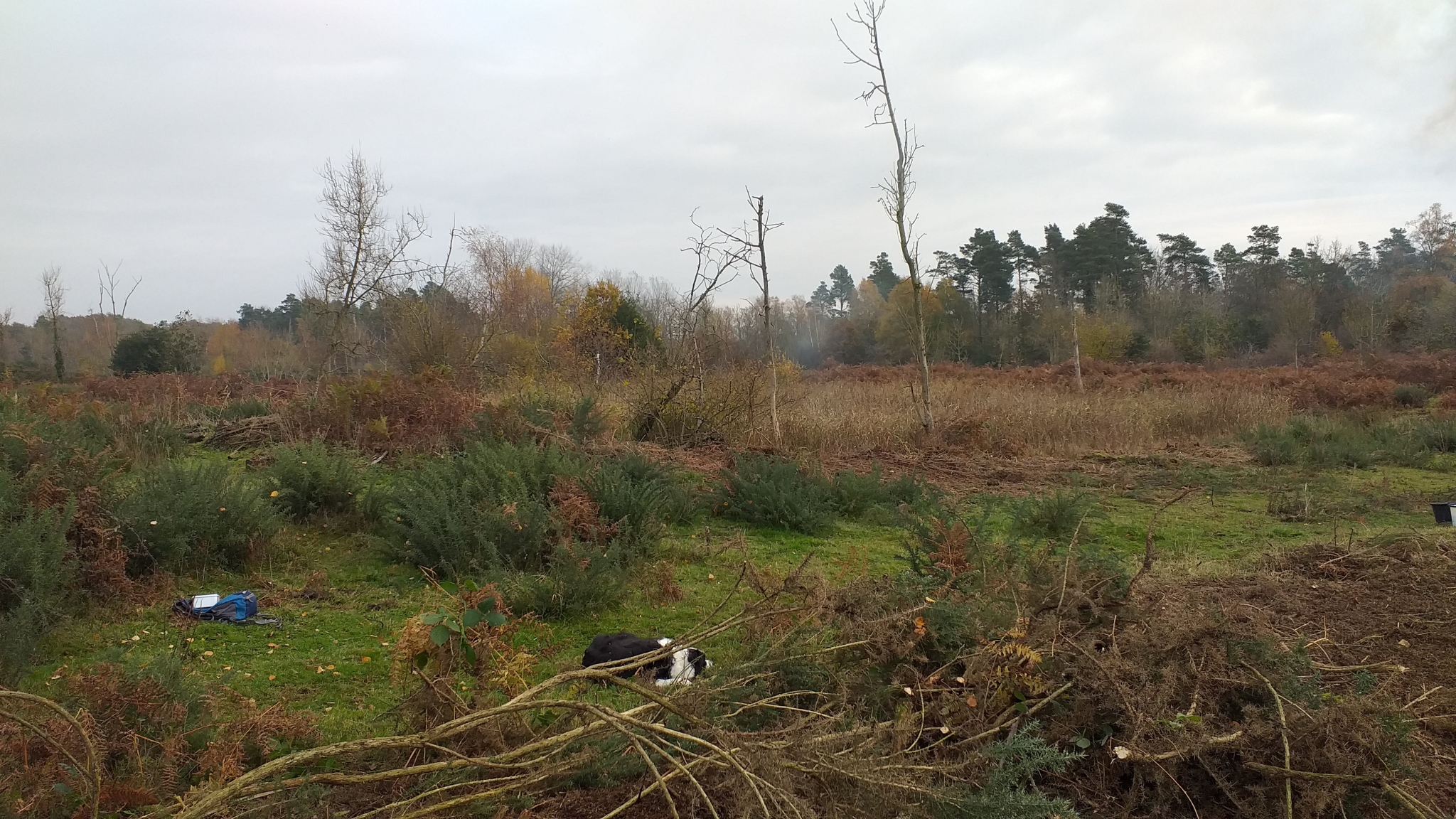 A photo from the FoTF Conservation Event - November 2019 - Gorse Clearance at Hockham Hills & Holes : A dog naps between Gorse bushes